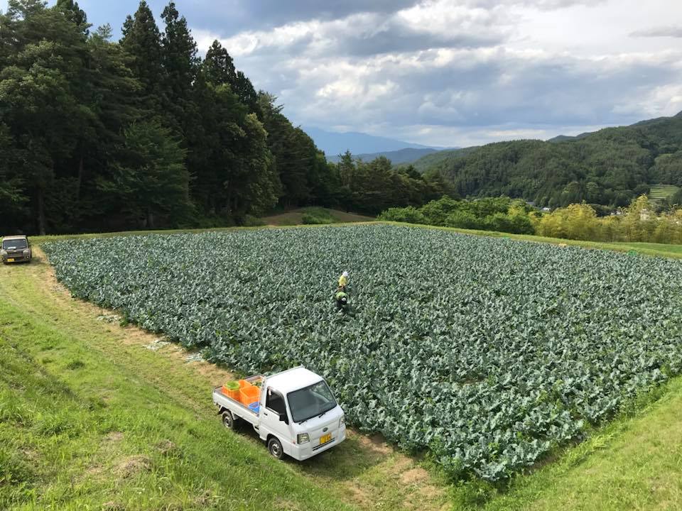 ブロッコリーの収穫
