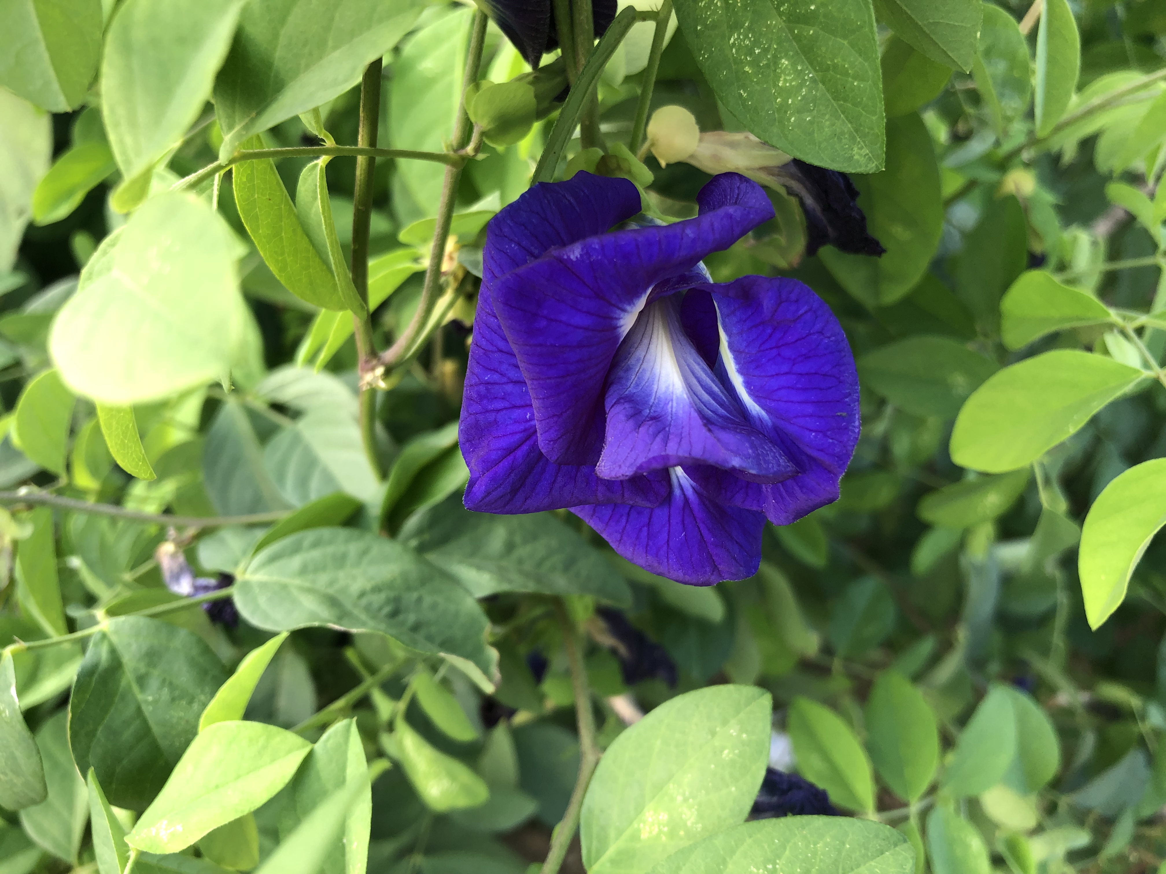 12時間限定クーポンのお知らせ❣️