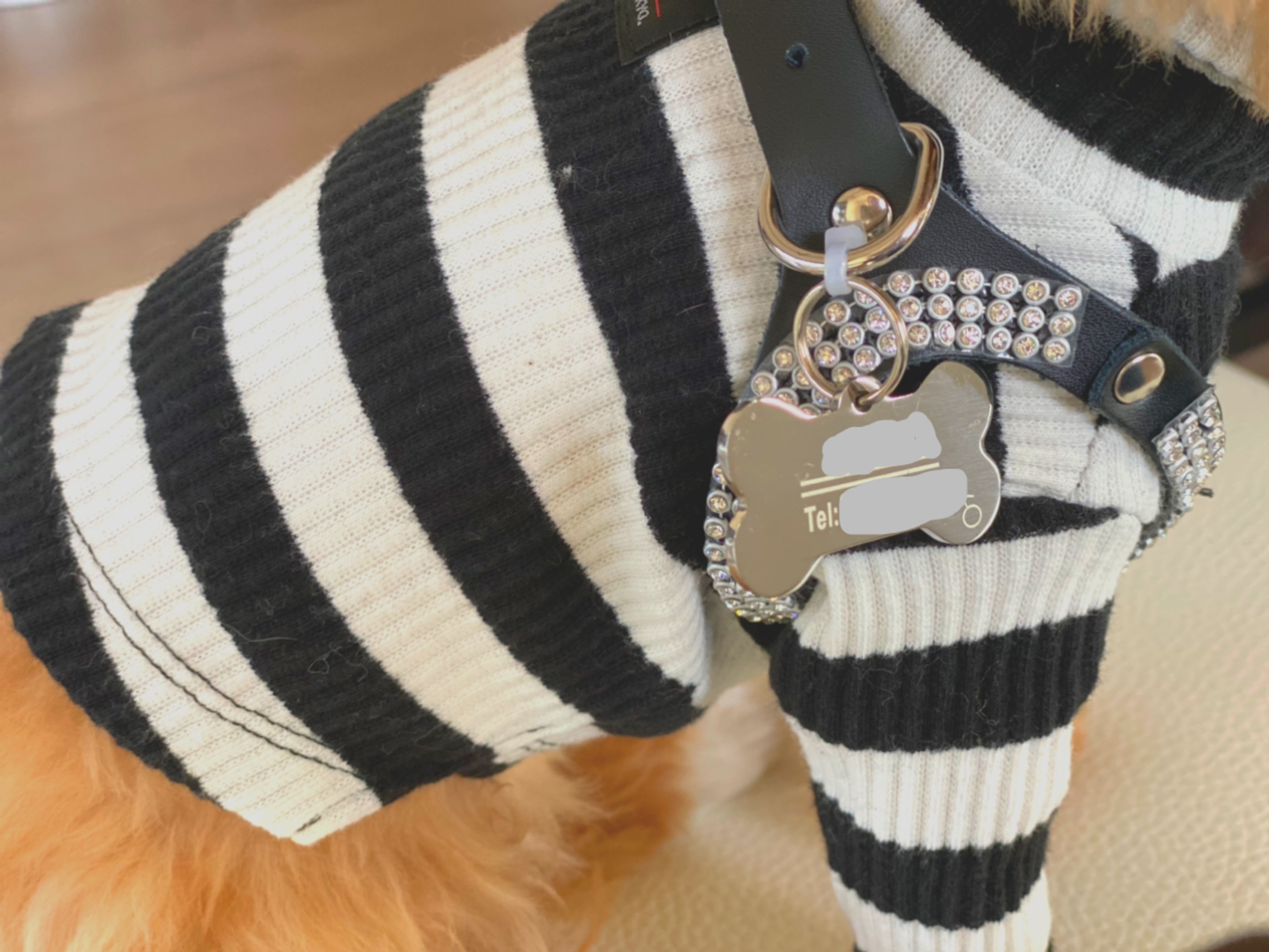 【迷子札】だいじな愛犬が居なくなってしまった時どうしますか？【対策】