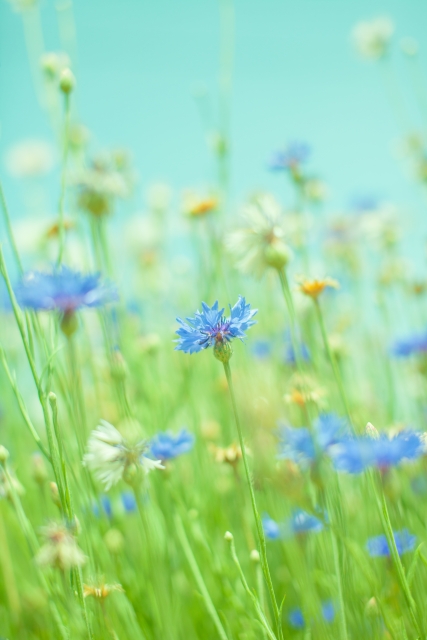 ホームページをリニューアルしました