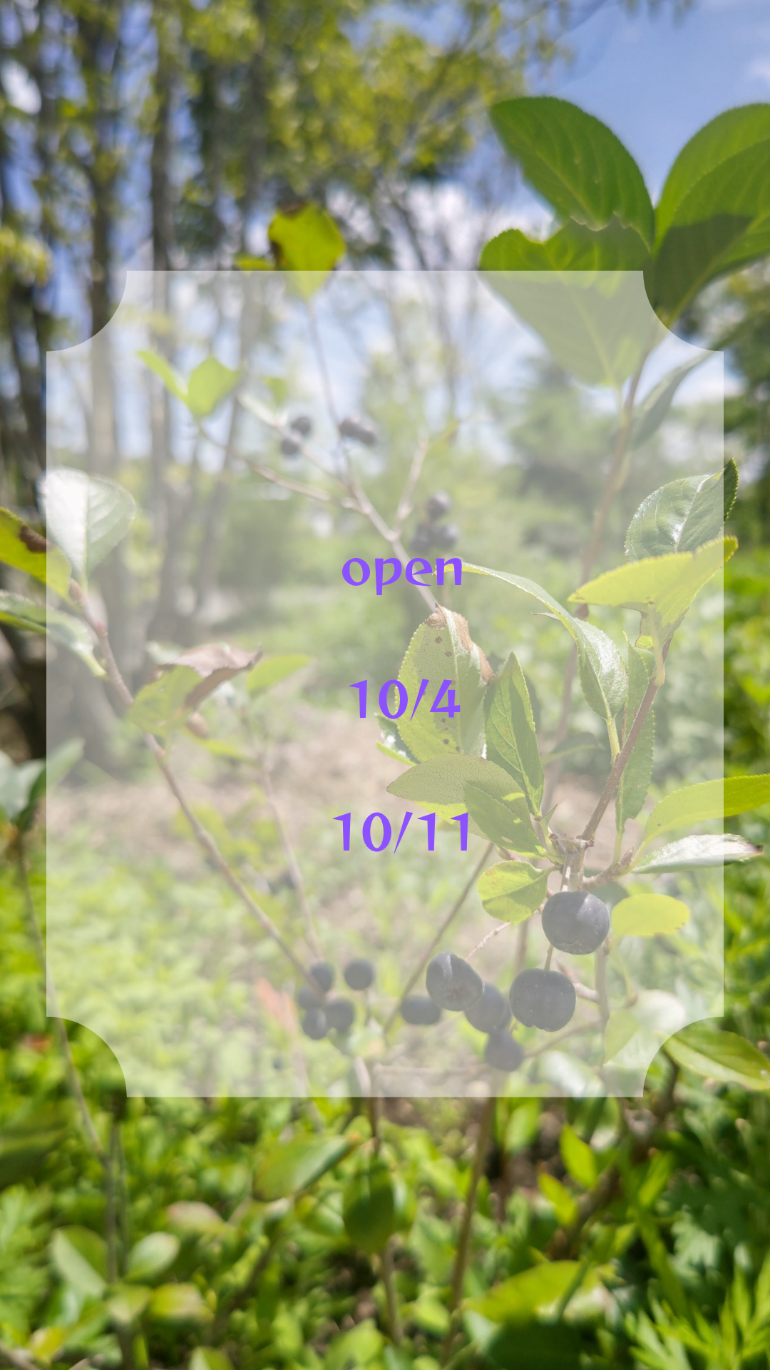 チケット🎟️4日、11日