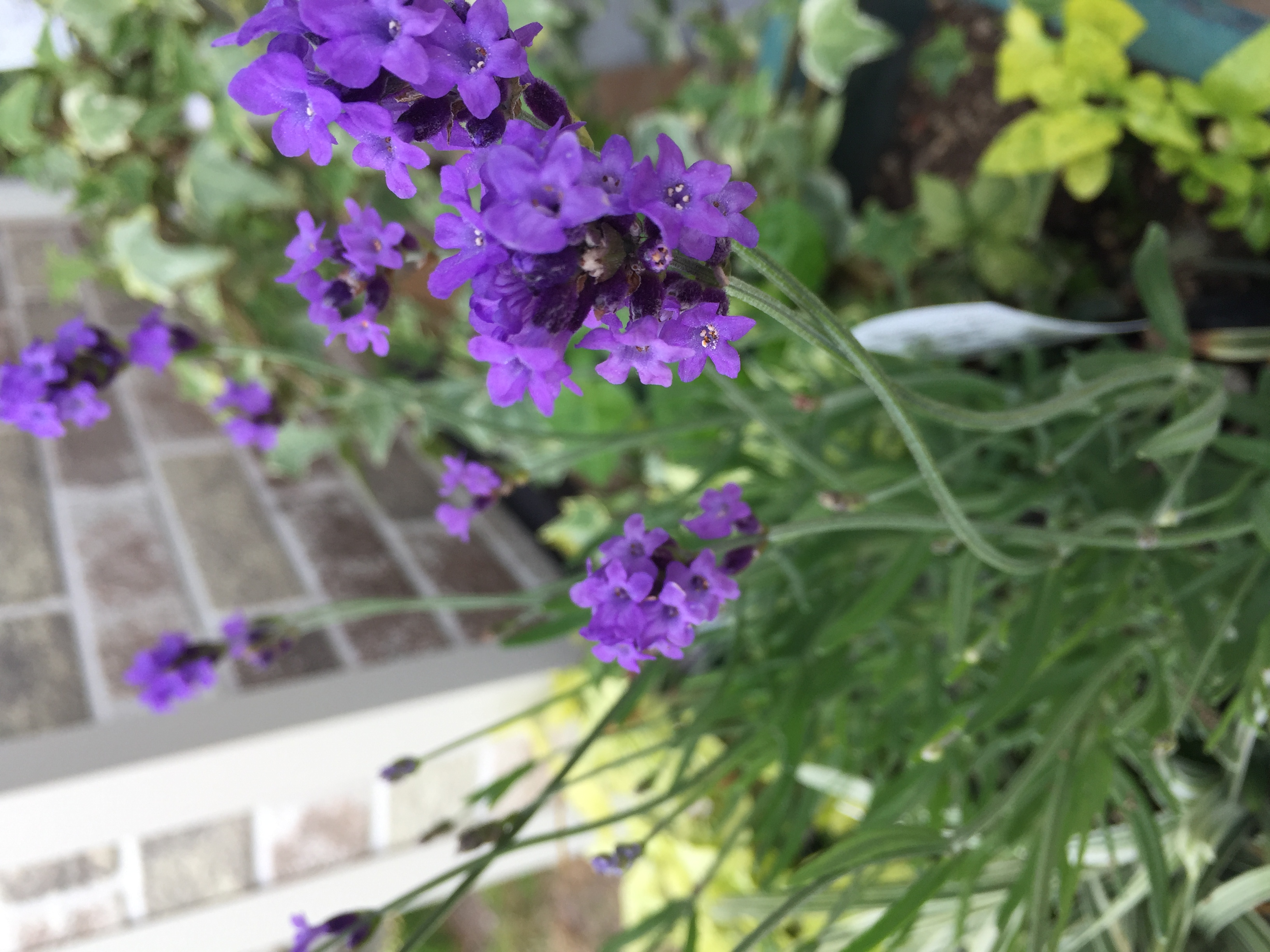 花が賑わう季節となりました