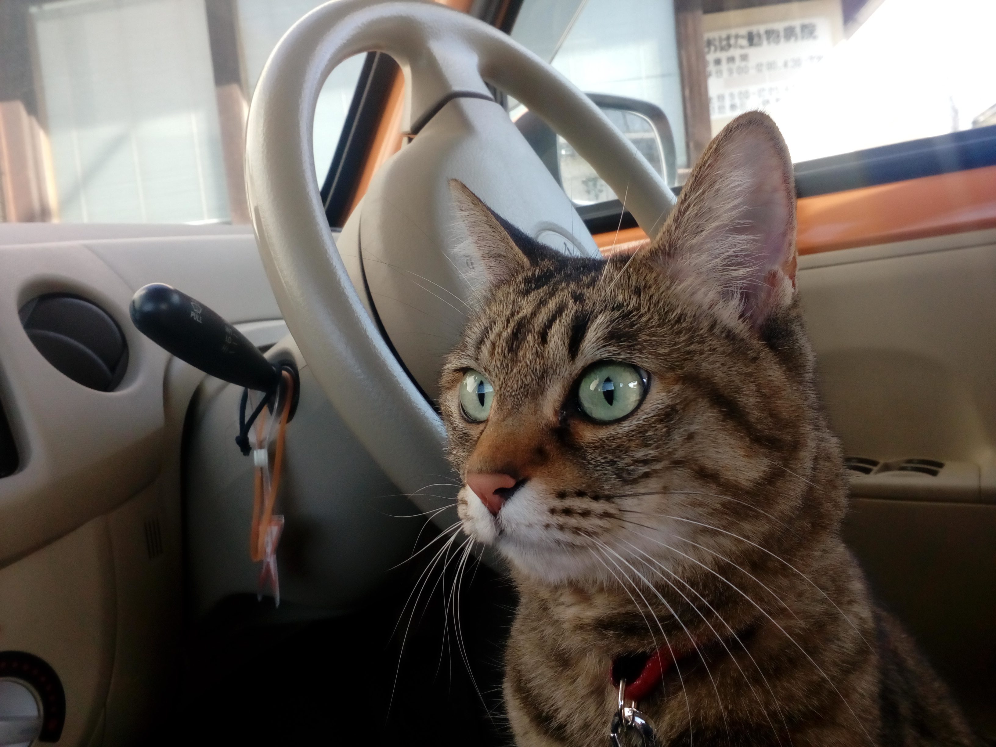 我が家の猫を紹介 その2