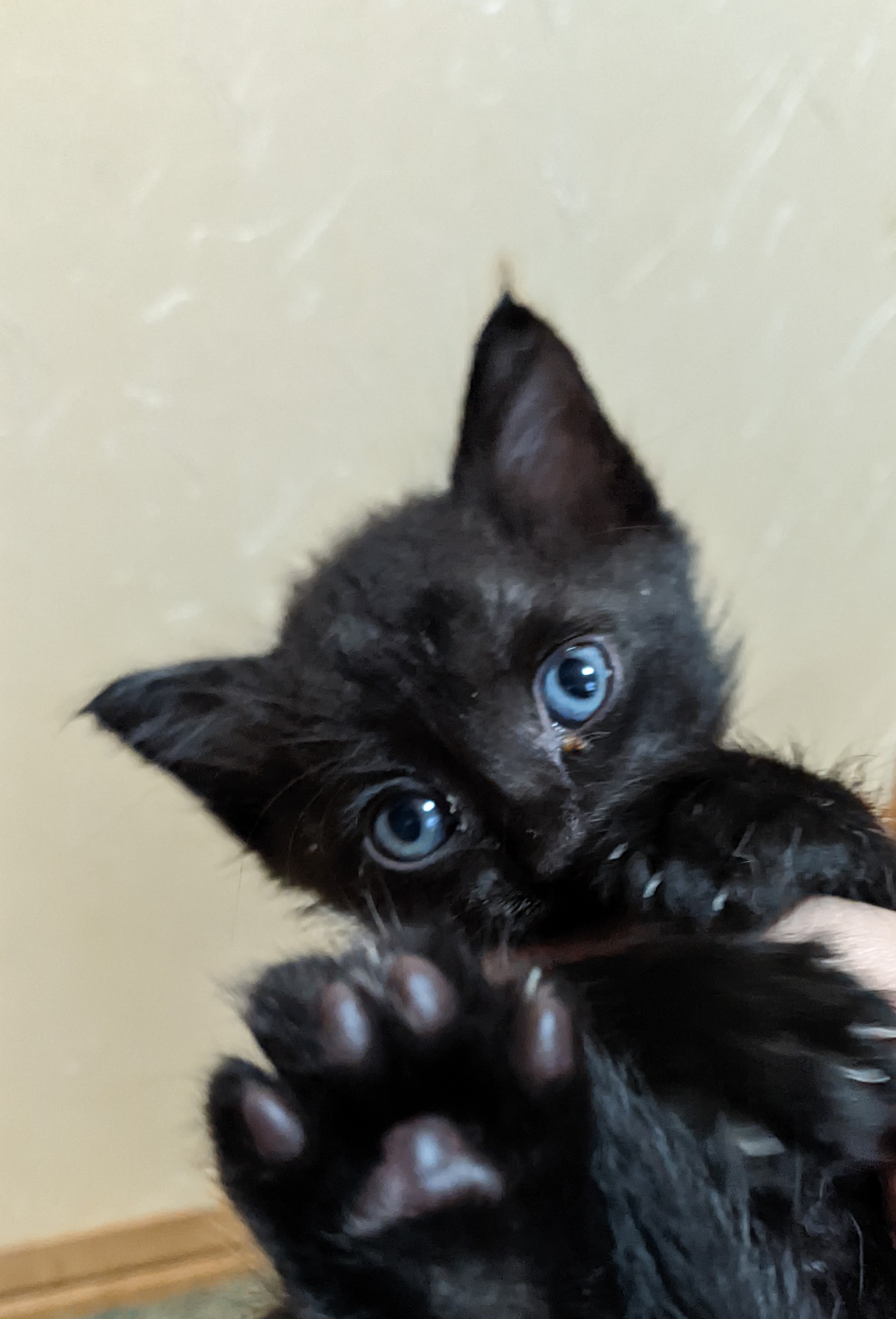 猫モチーフの品★続々 今日は我が家の猫も紹介