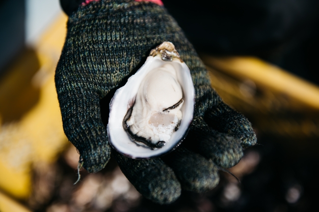 プレスリリース【 新発売 】 日本初！干潟で育つ「ひがた美人」の生で食べられる冷凍牡蠣販売をスタート