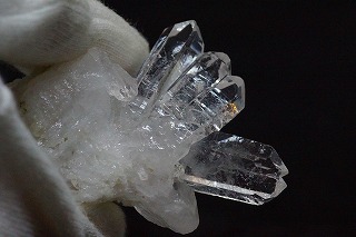 奇跡的な美しさ！トマスゴンサガ産が入荷しました！（しかもセール中！）