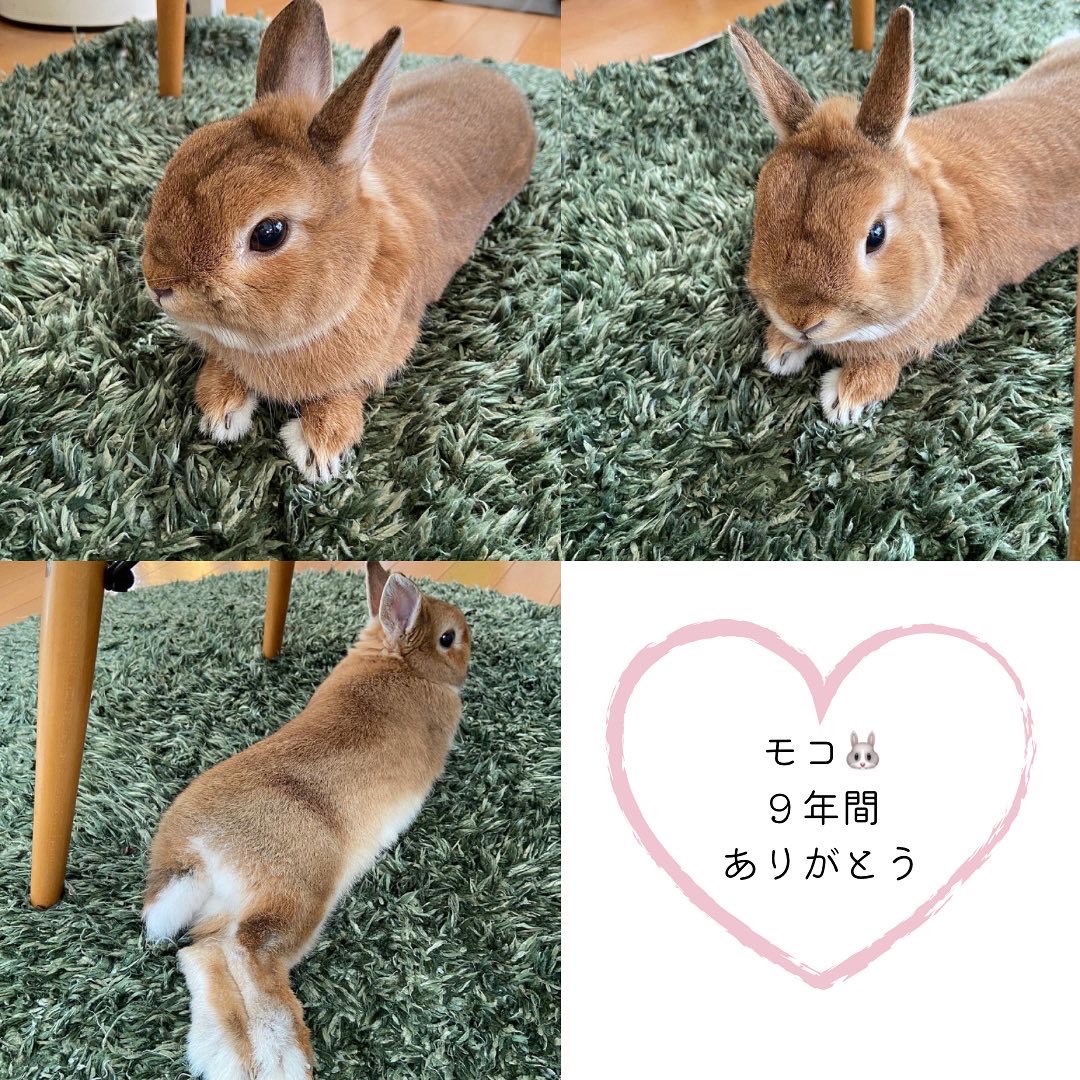 【プライベート日記】ウサギのモコ