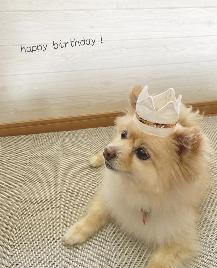 【プライベート日記】愛犬の誕生日