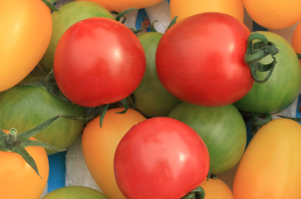 Neighbor's Farmのトマトで作った "トマトピクルス"、できあがりました！