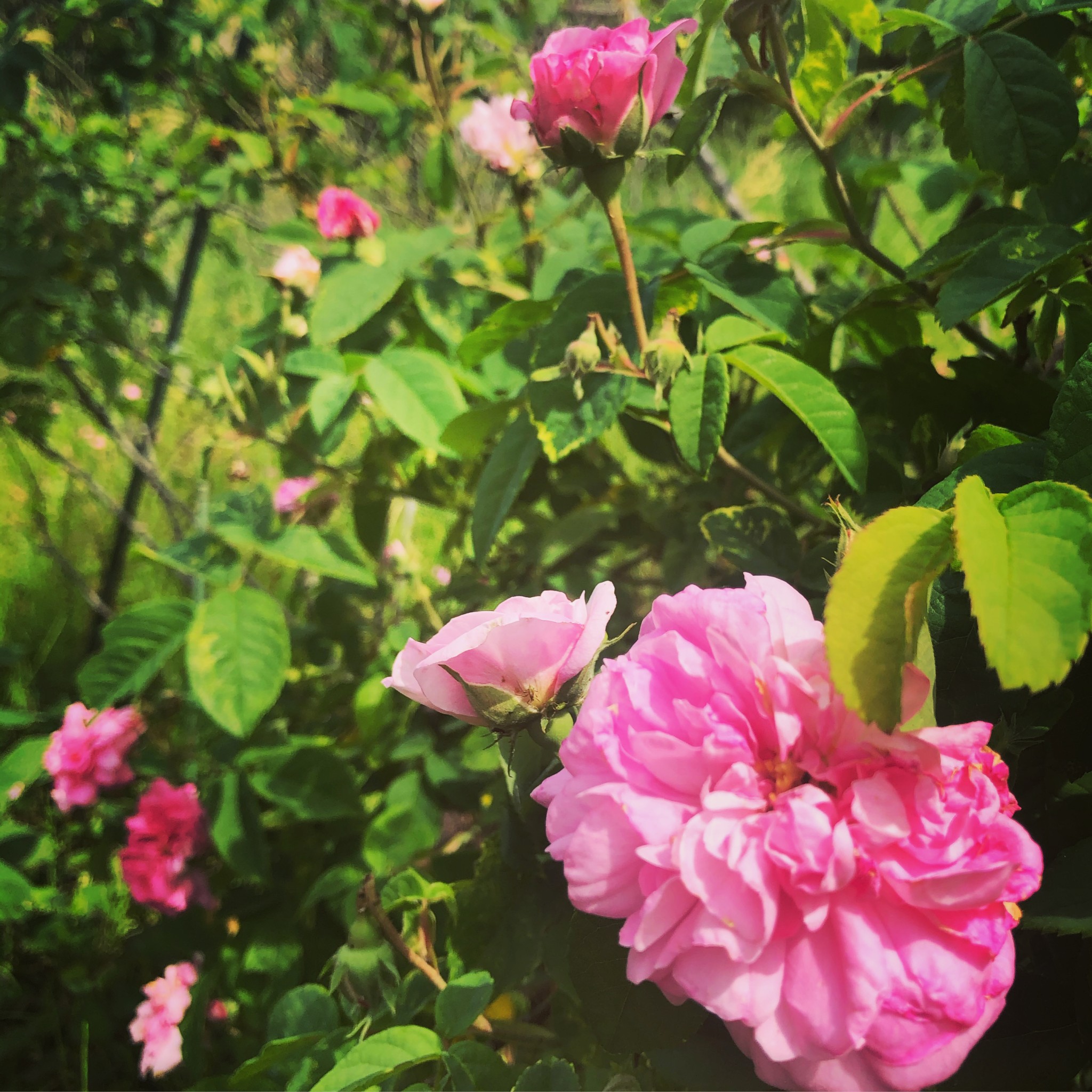 furaの自家農園「Doppo garden」
