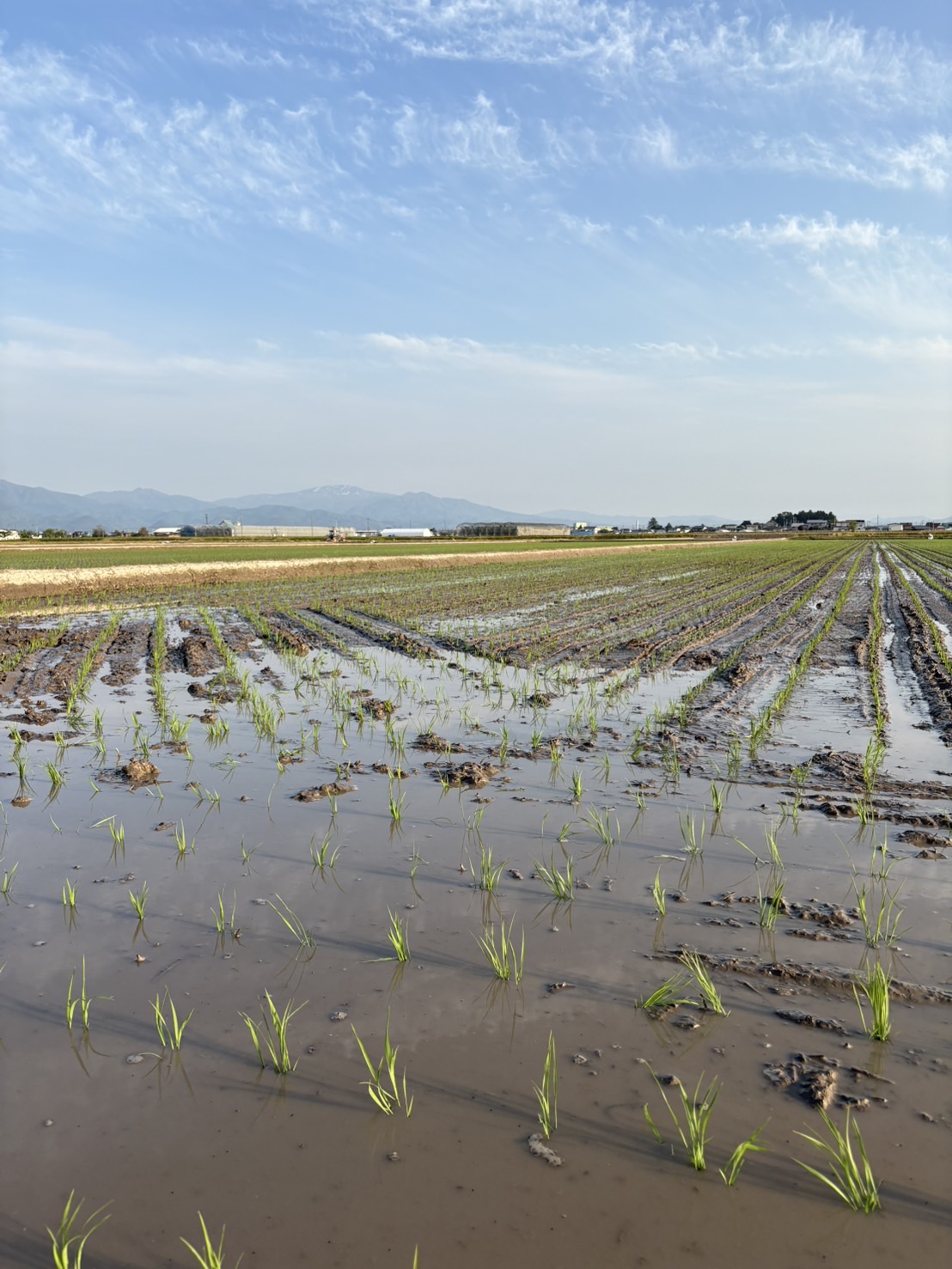 田植え日和