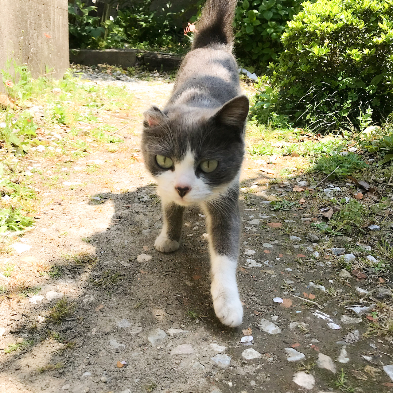 猫と山雀の話