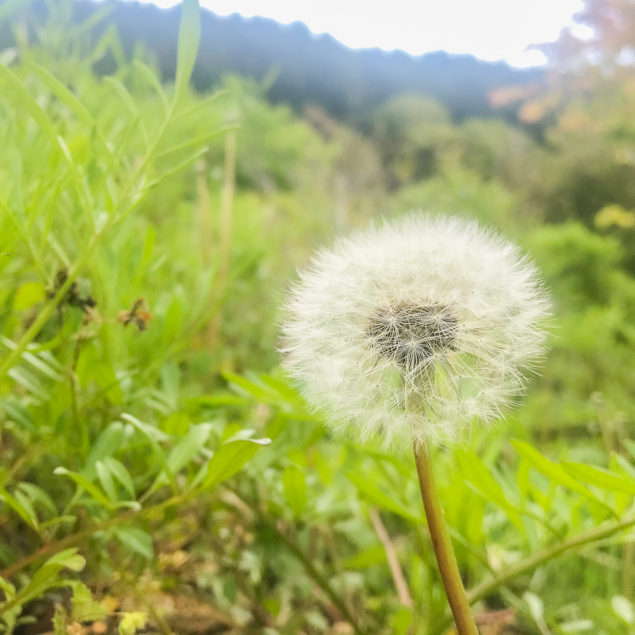 たんぽぽとはんぺんの話