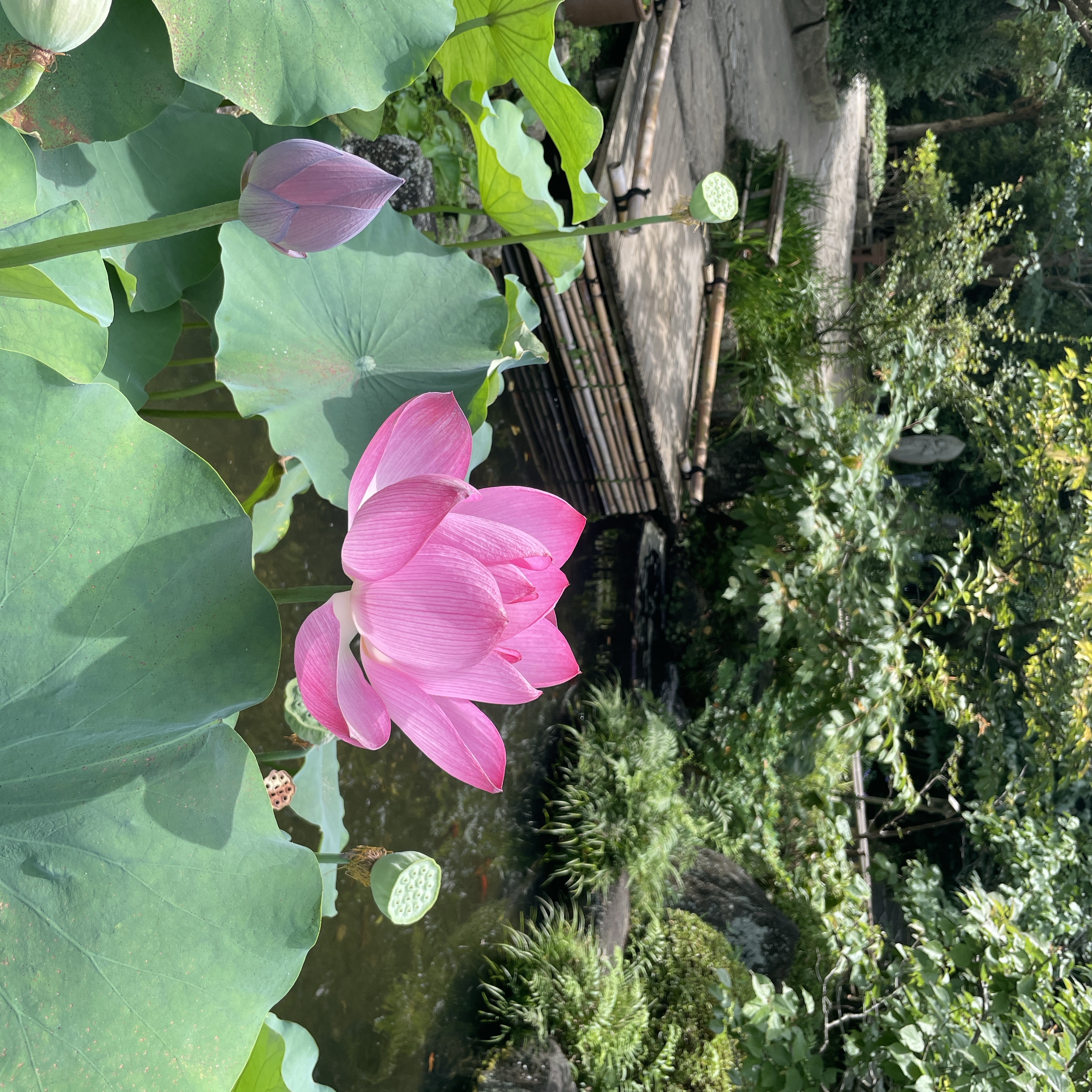 蓮見(はすみ)