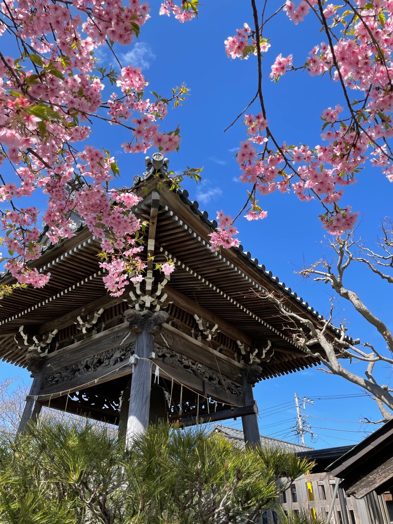 鎌倉　桜だより②