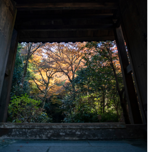 かまくら　冬青(そよご)