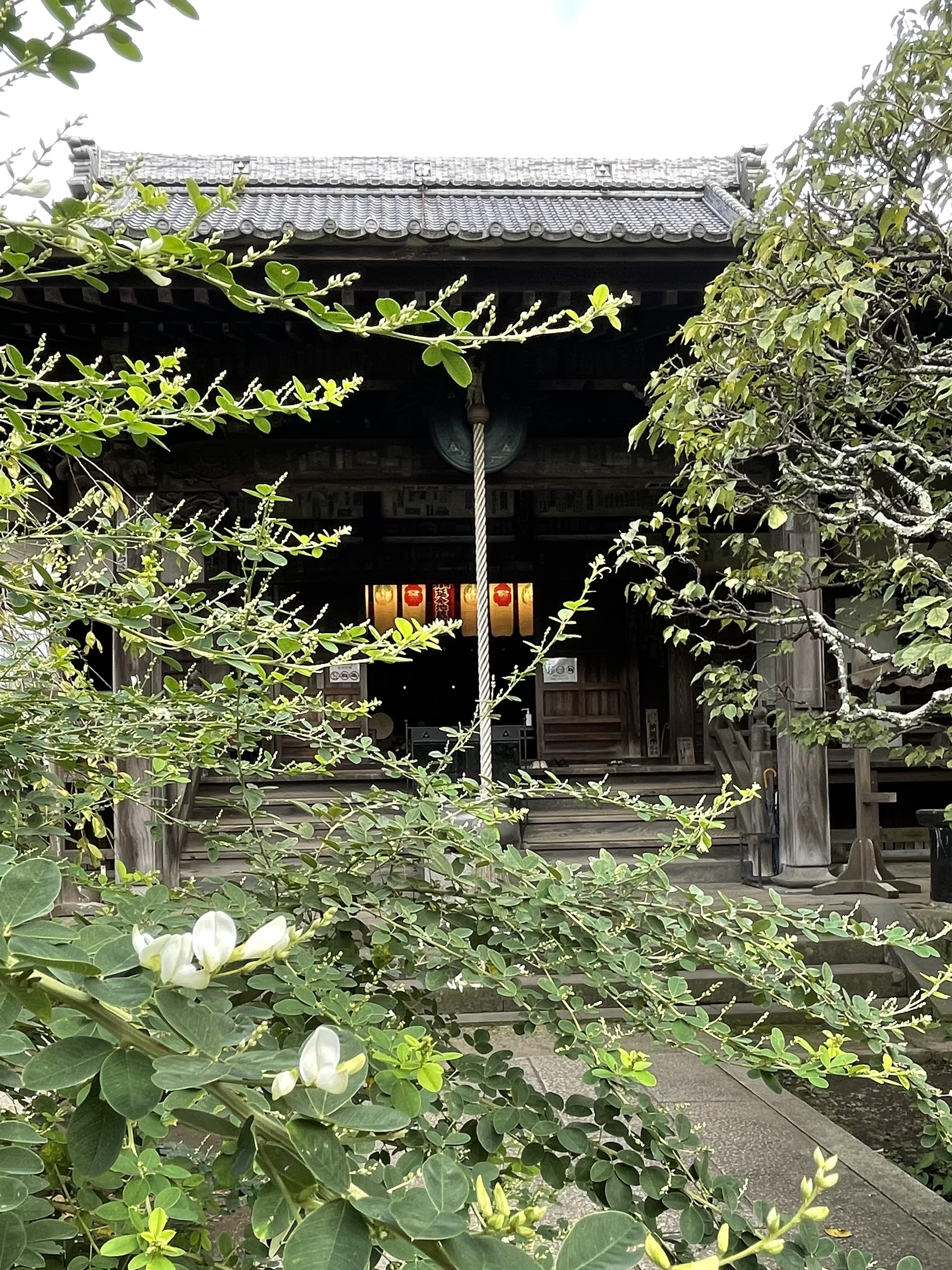 かまくら 萩の花