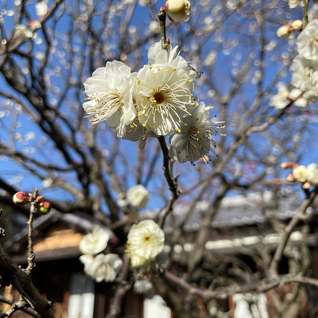 鎌倉　梅だより