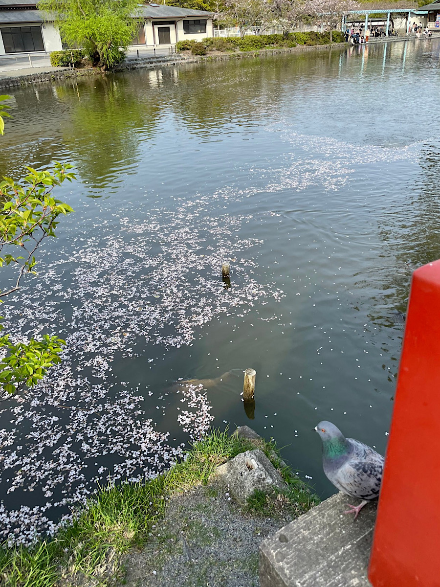 花筏(はないかだ)に