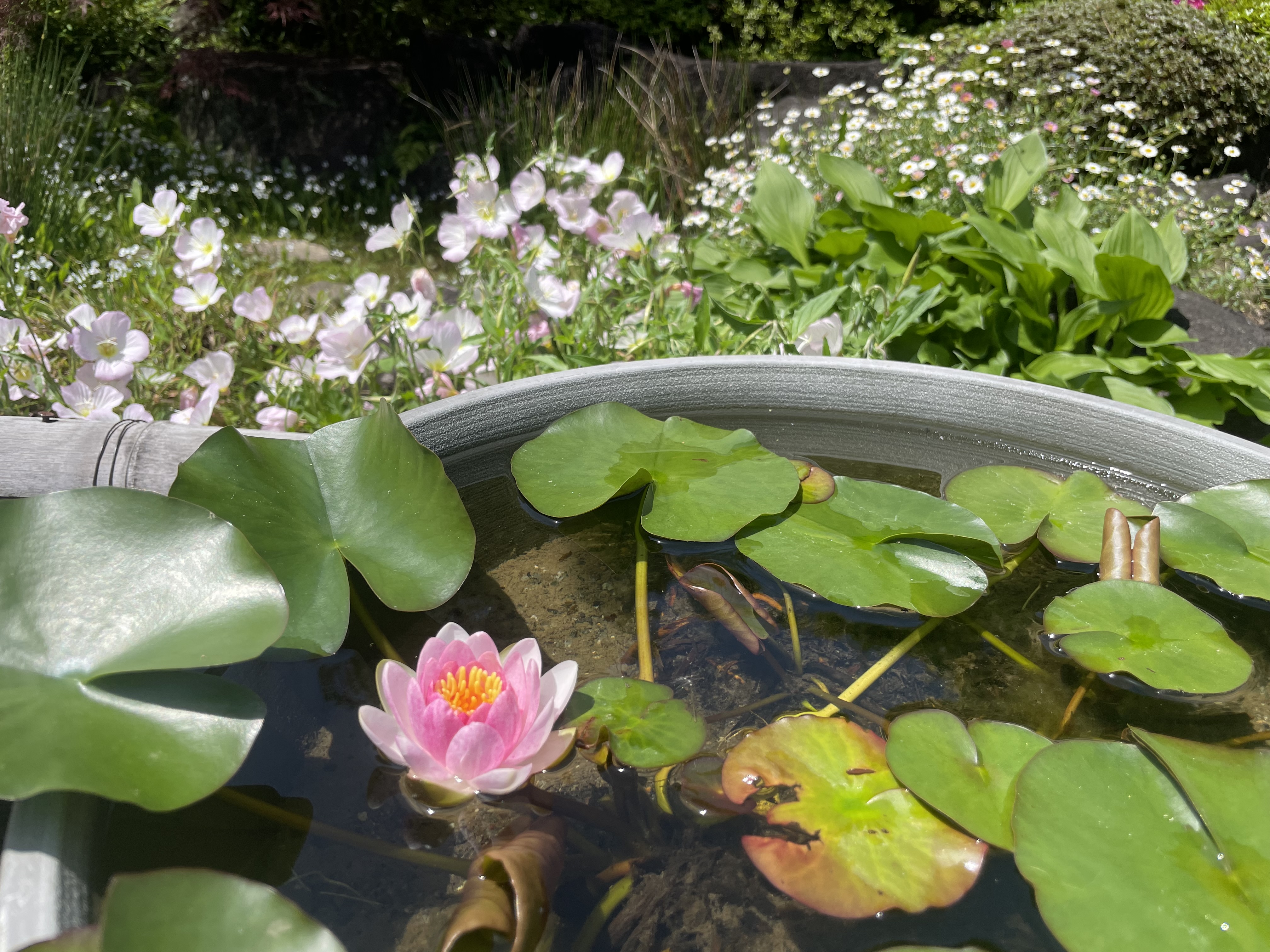 鎌倉　花めぐり