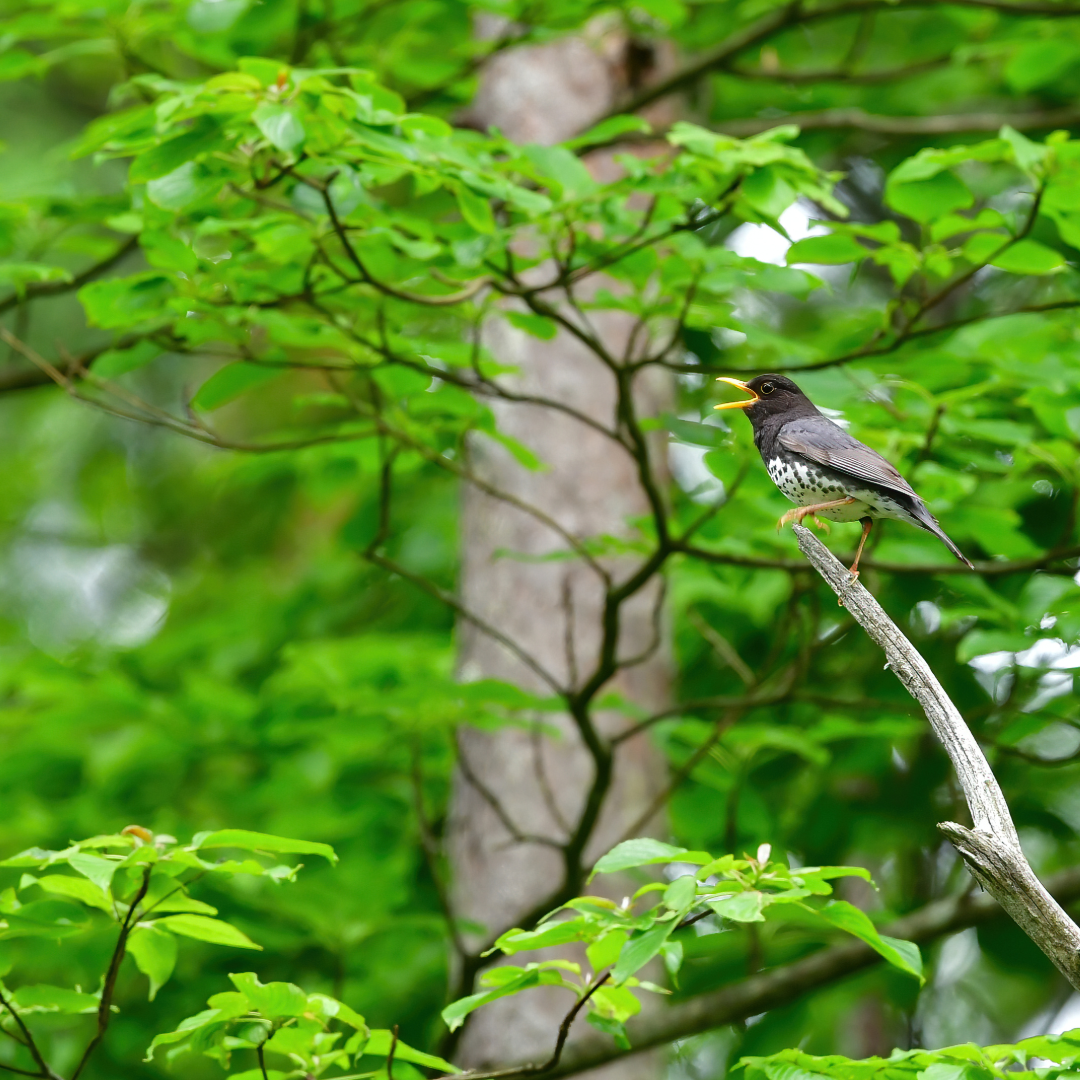 軽井沢　野鳥