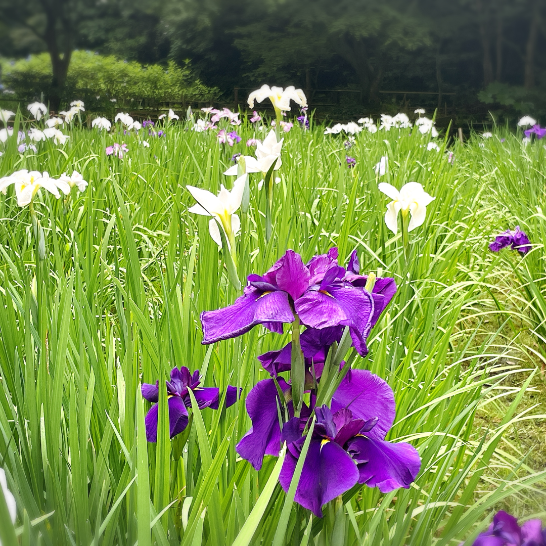 北鎌倉から花菖蒲