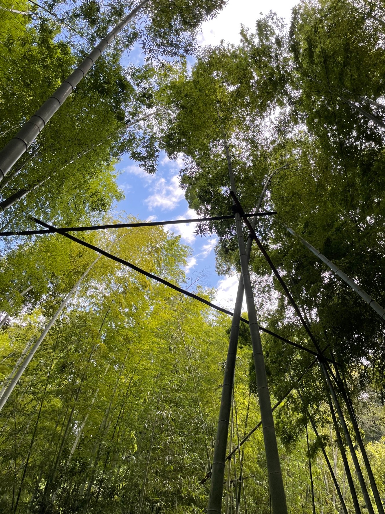 鎌倉　報国寺