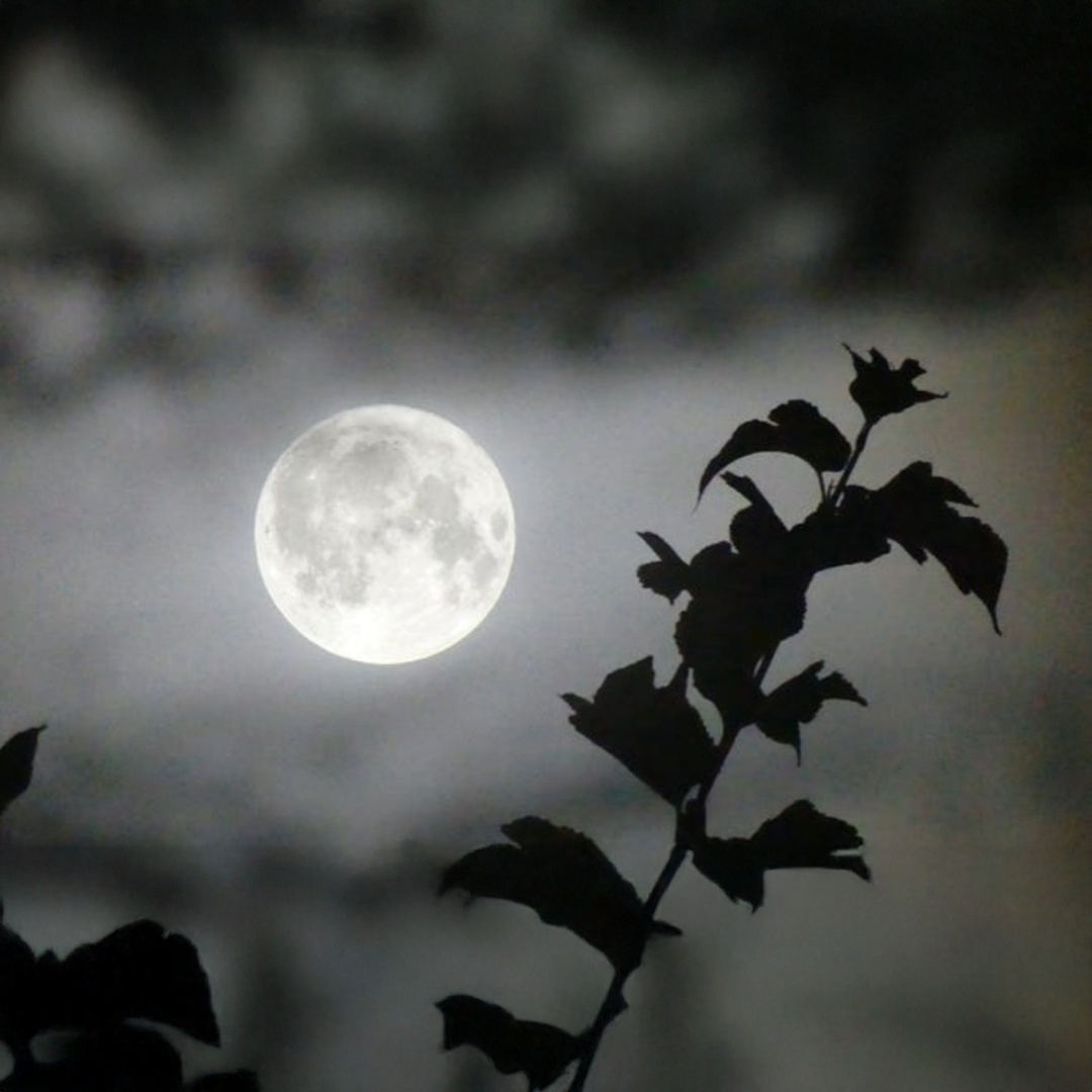 今年最後の満月