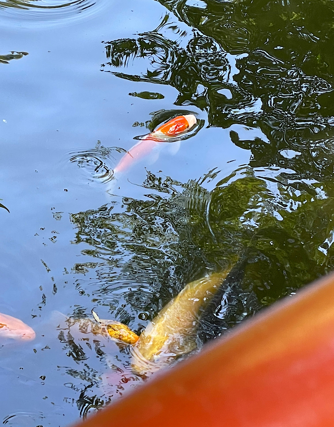 大暑をむかえた鎌倉