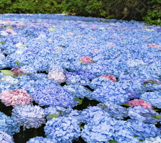 福岡　アジサイ池