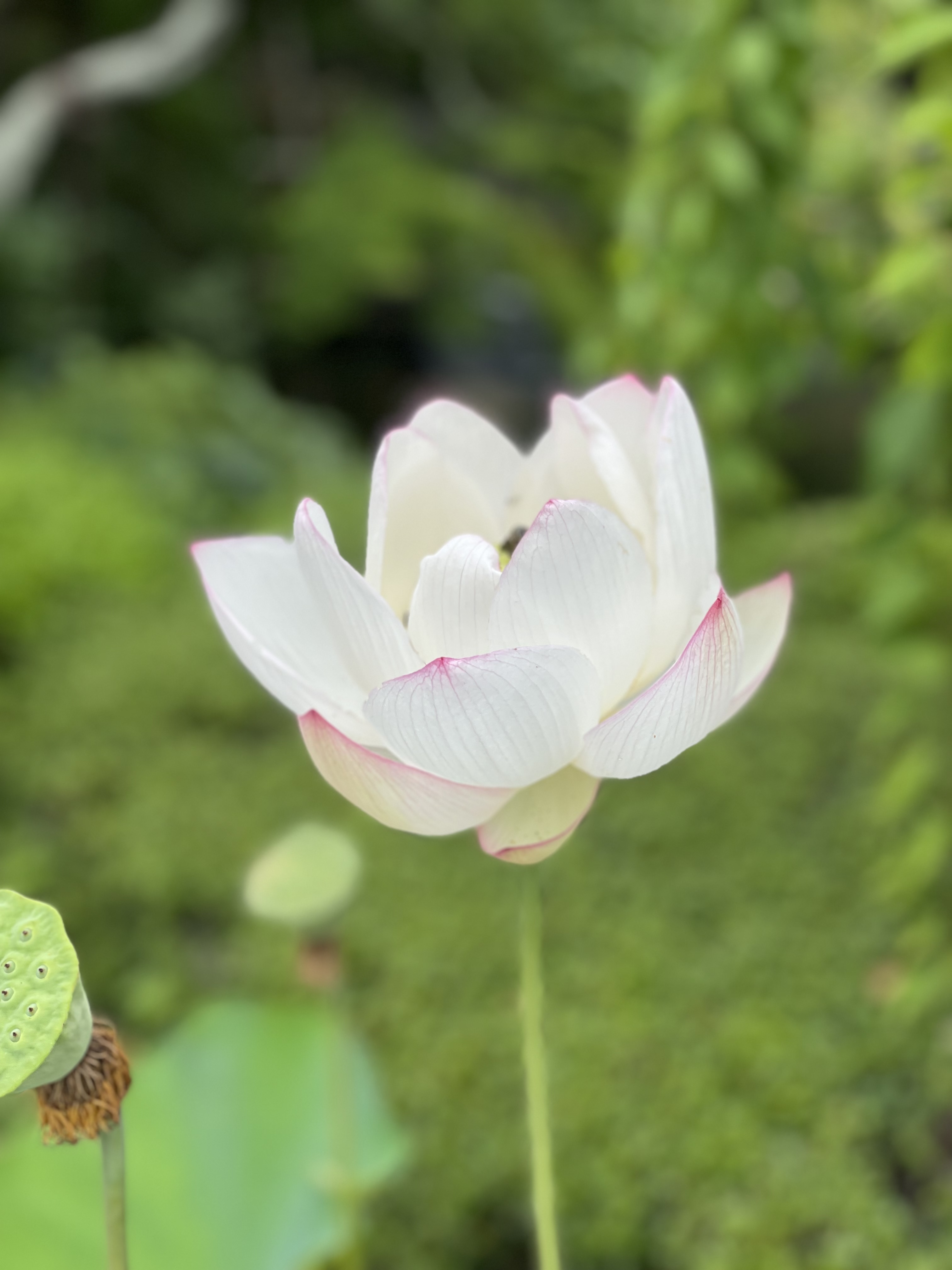 鎌倉　長谷から
