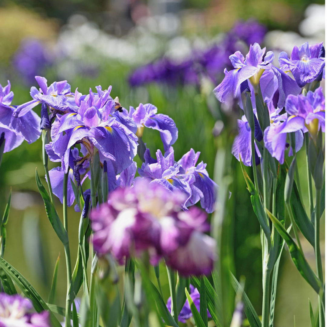 博多の花菖蒲