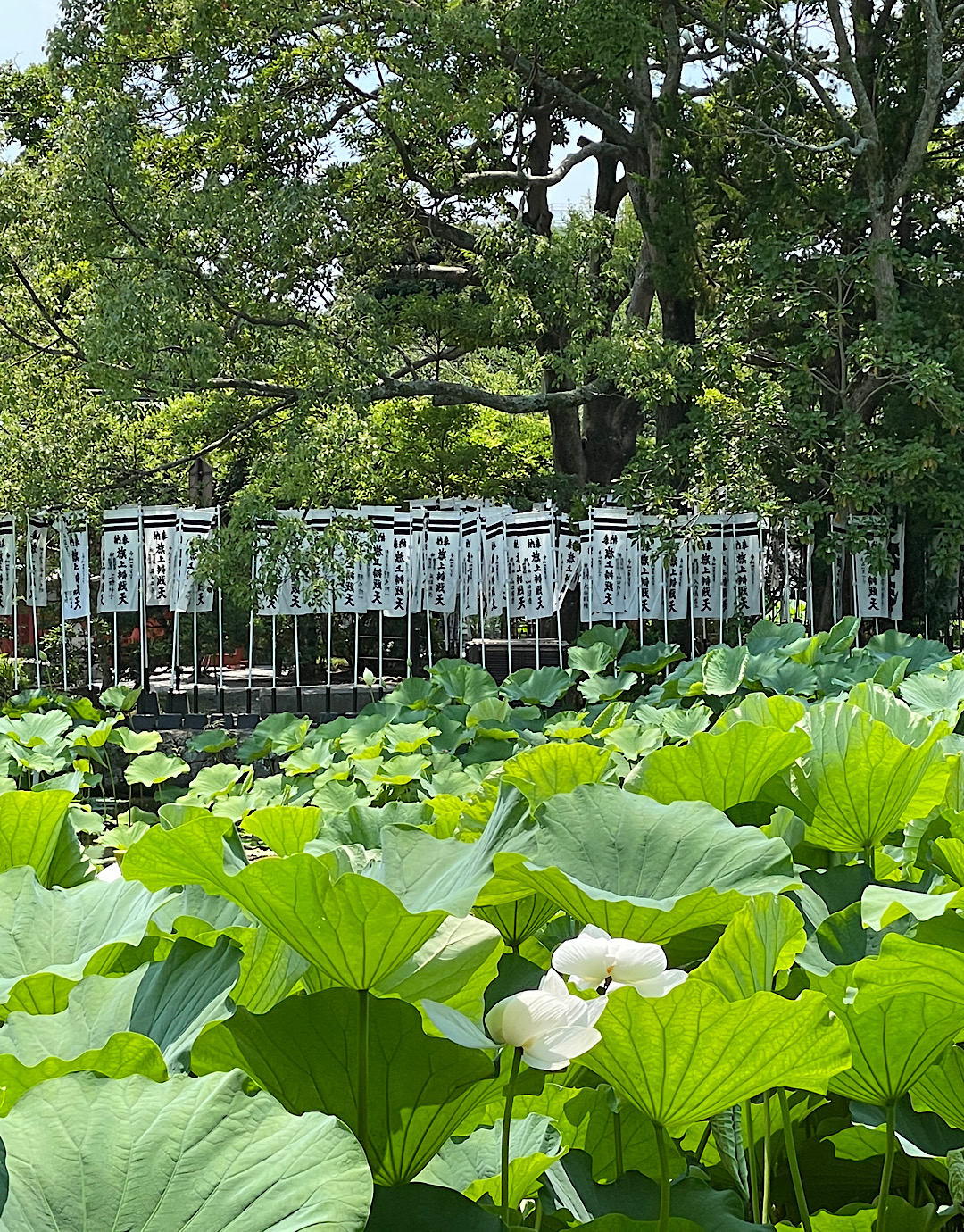 蓮始開(はす　はじめてひらく)