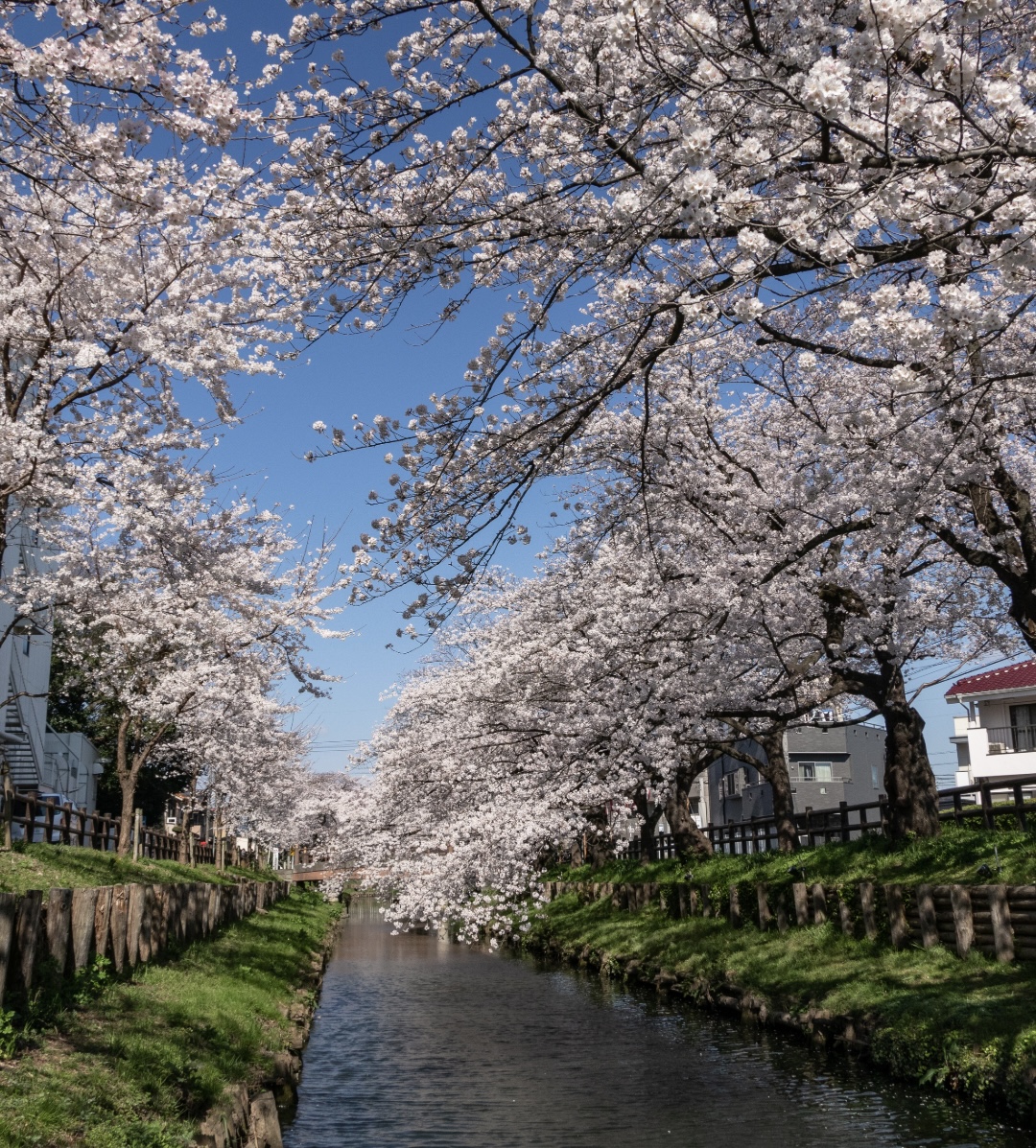 川越 桜