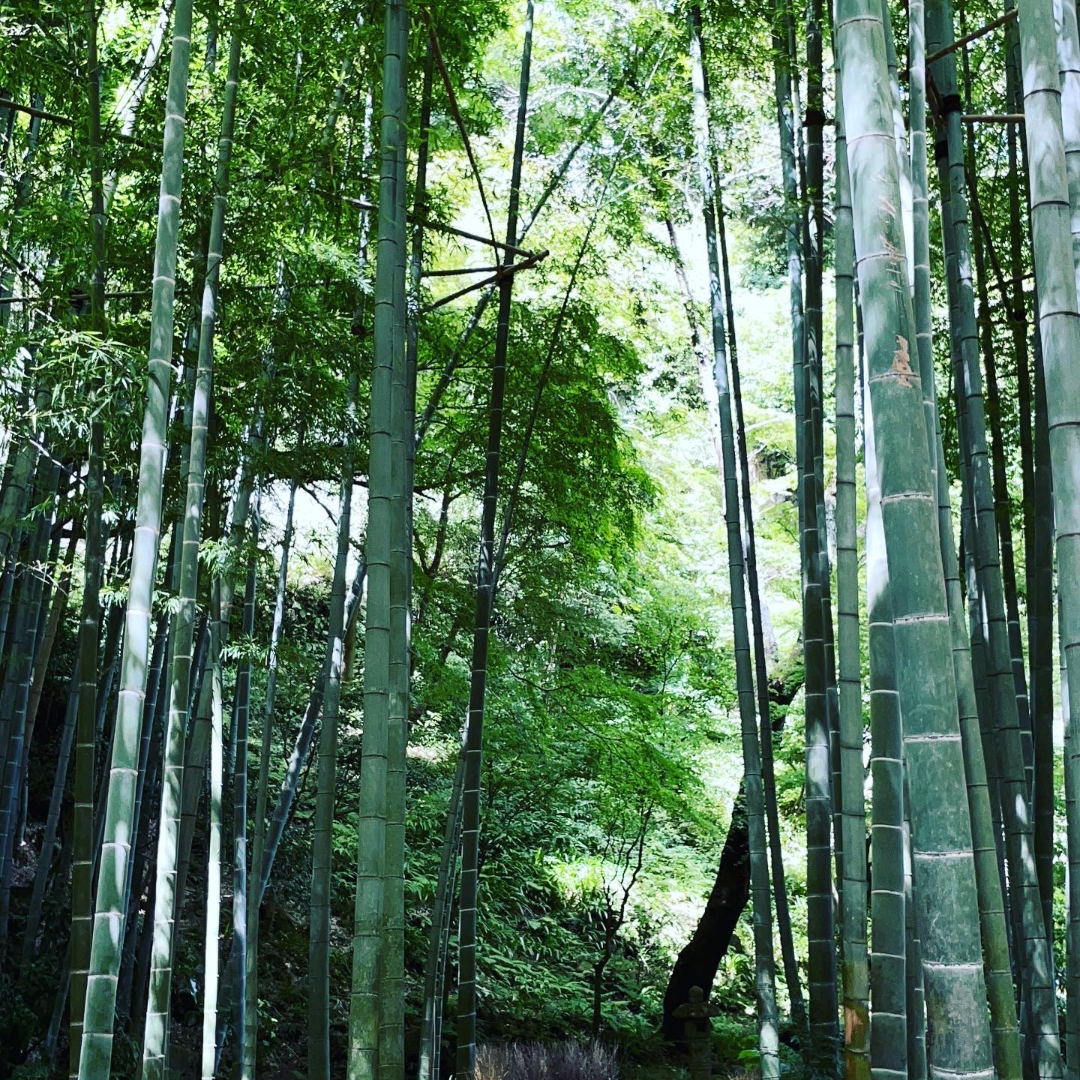 鎌倉365報国寺