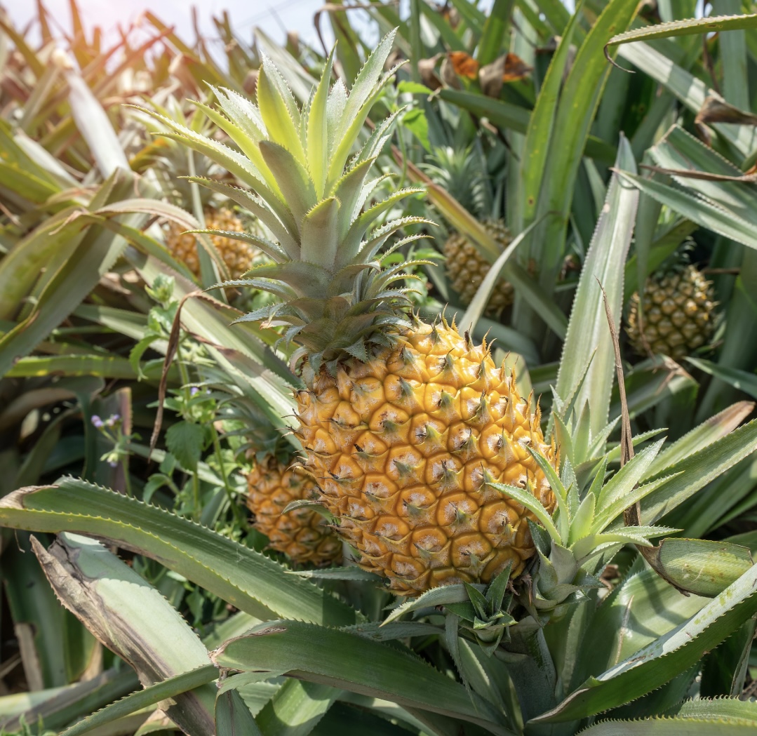 沖縄　パイナップルディ