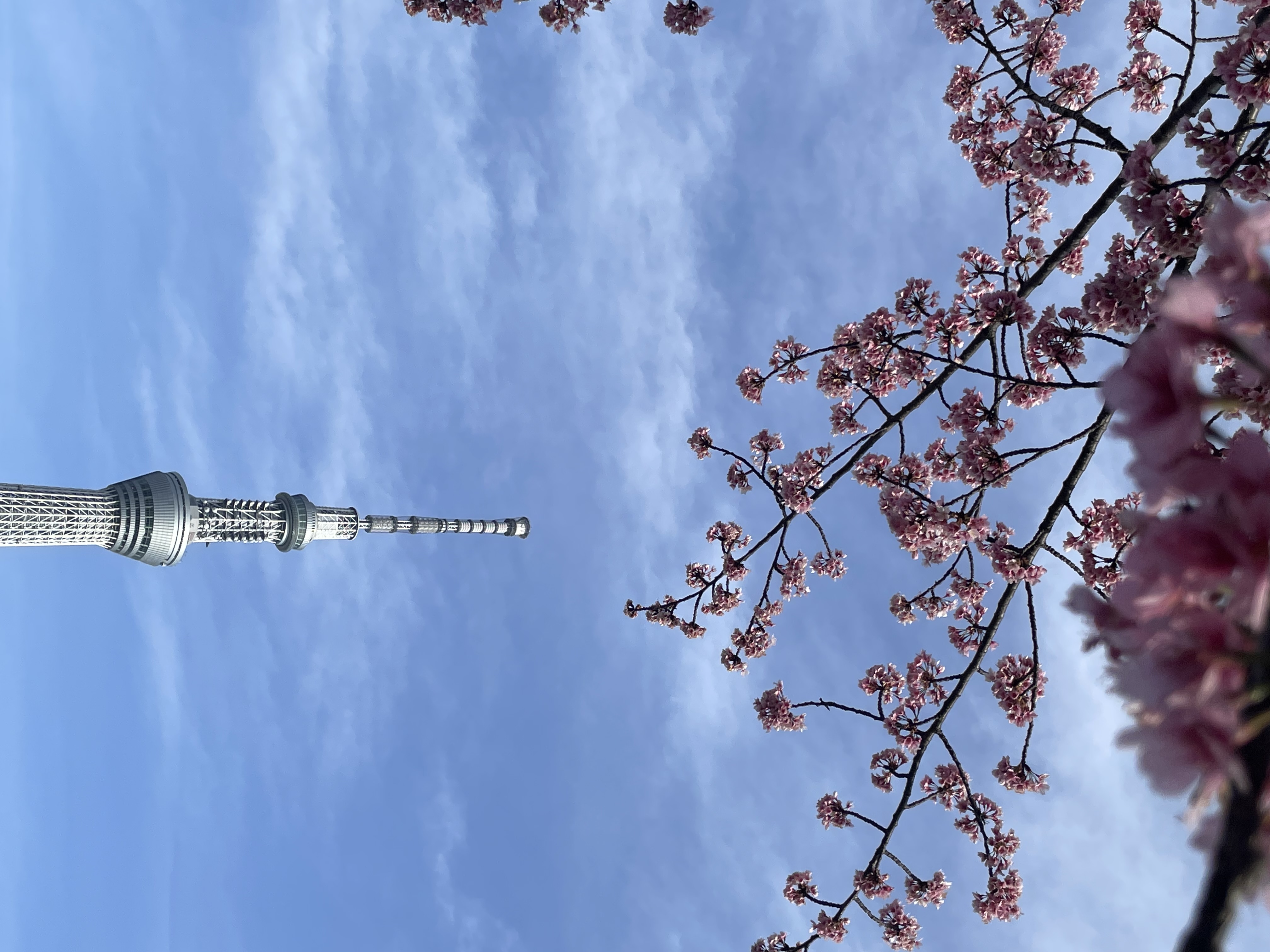 浅草 花見の季節到来