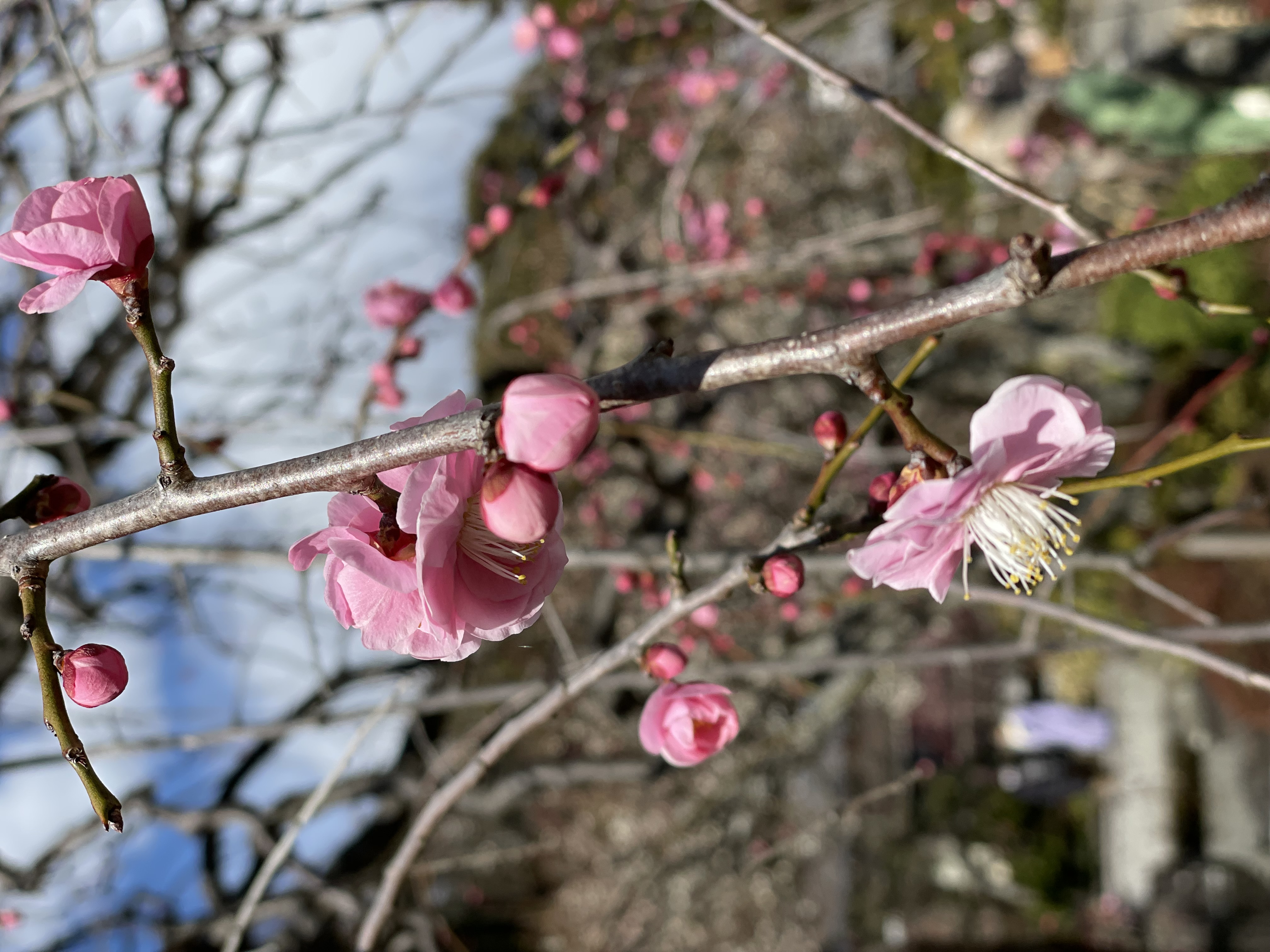 梅花見の鎌倉