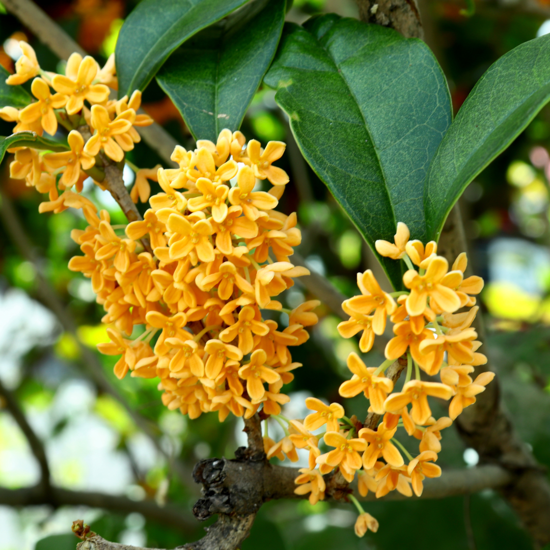 かまくら　9月長月