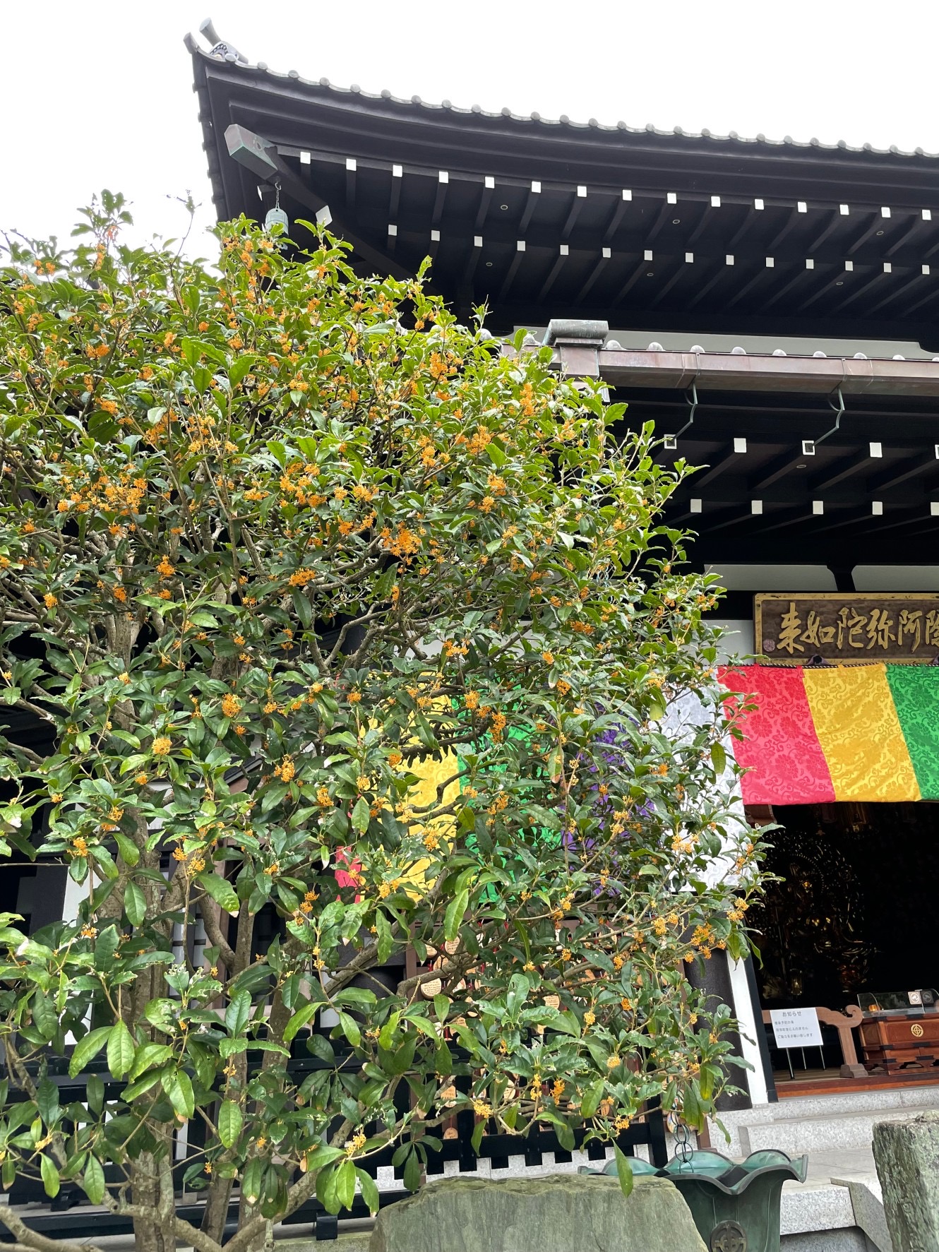鎌倉花だより④