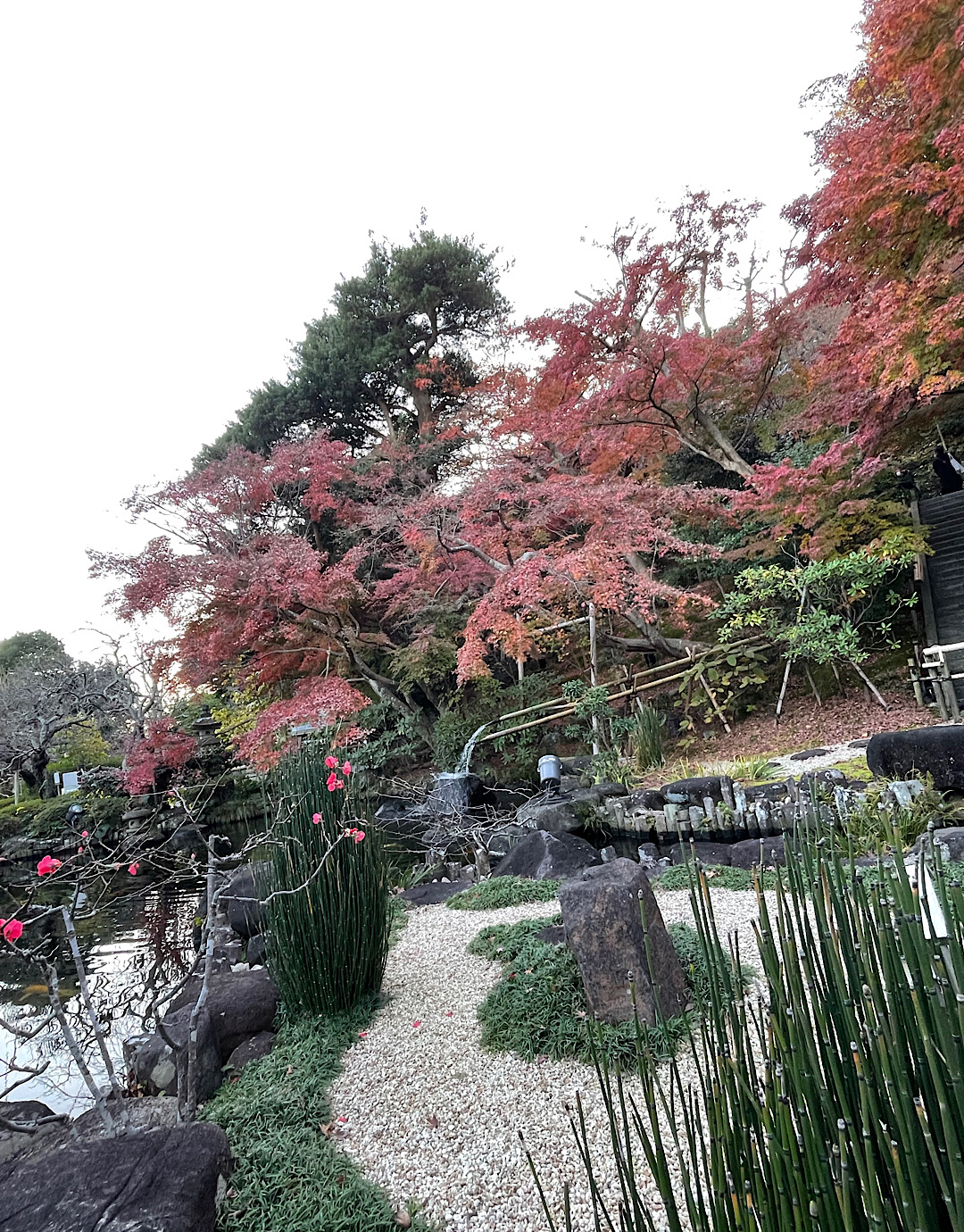 鎌倉　紅葉だより