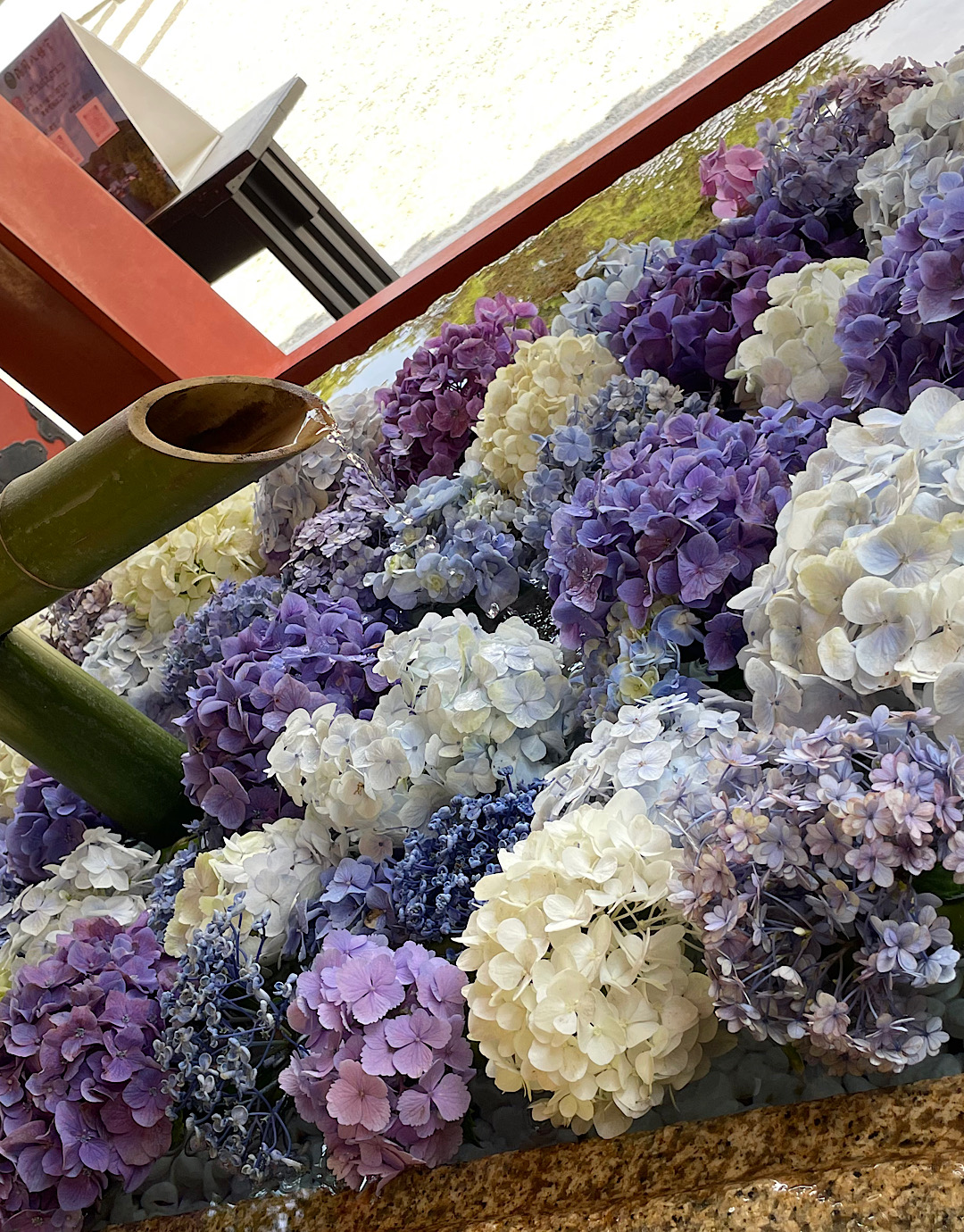 鎌倉　おしむ紫陽花