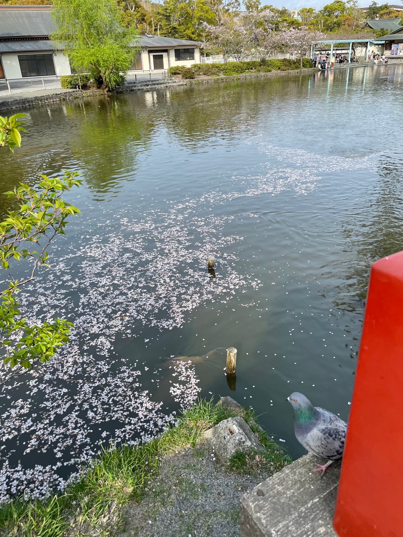 鴻雁北（こうがん　かえる)