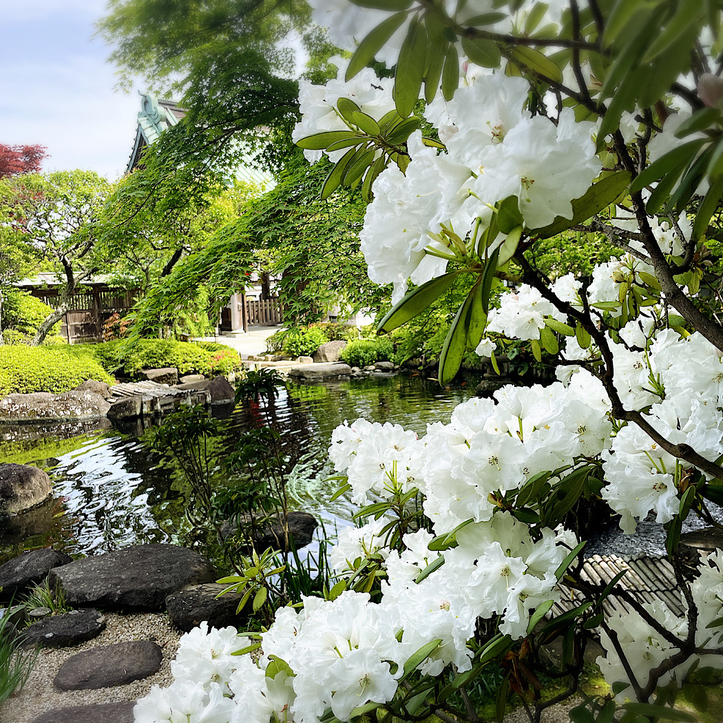 鎌倉　5月の花