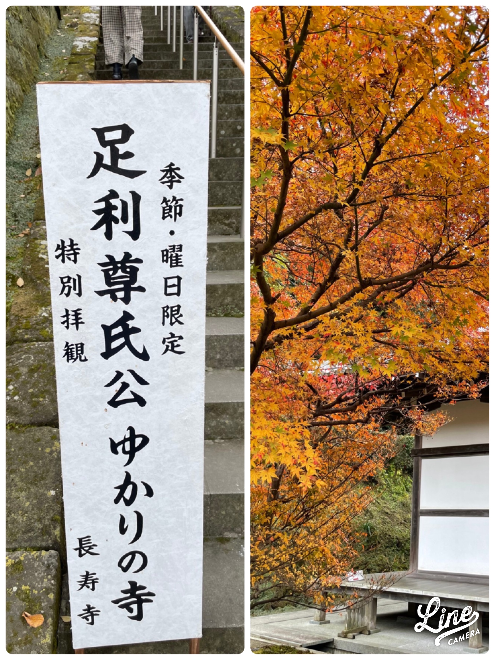 鎌倉紅葉だより⑤