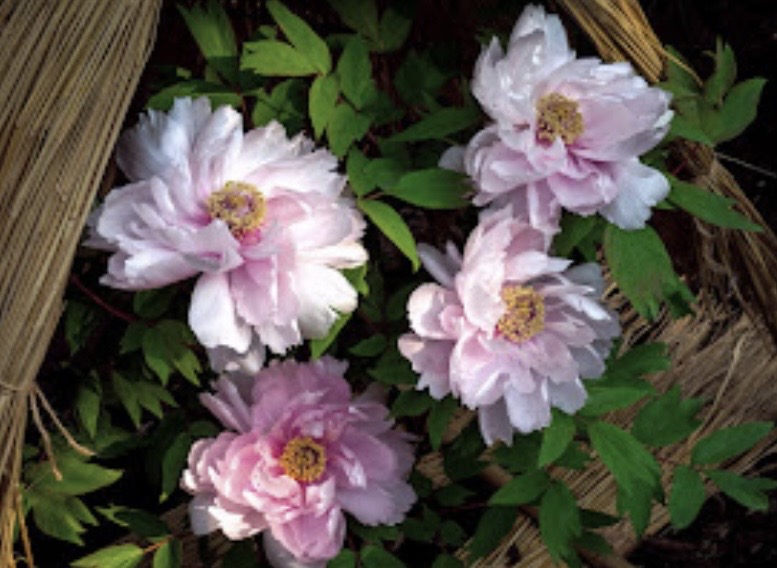 正月牡丹　かまくら