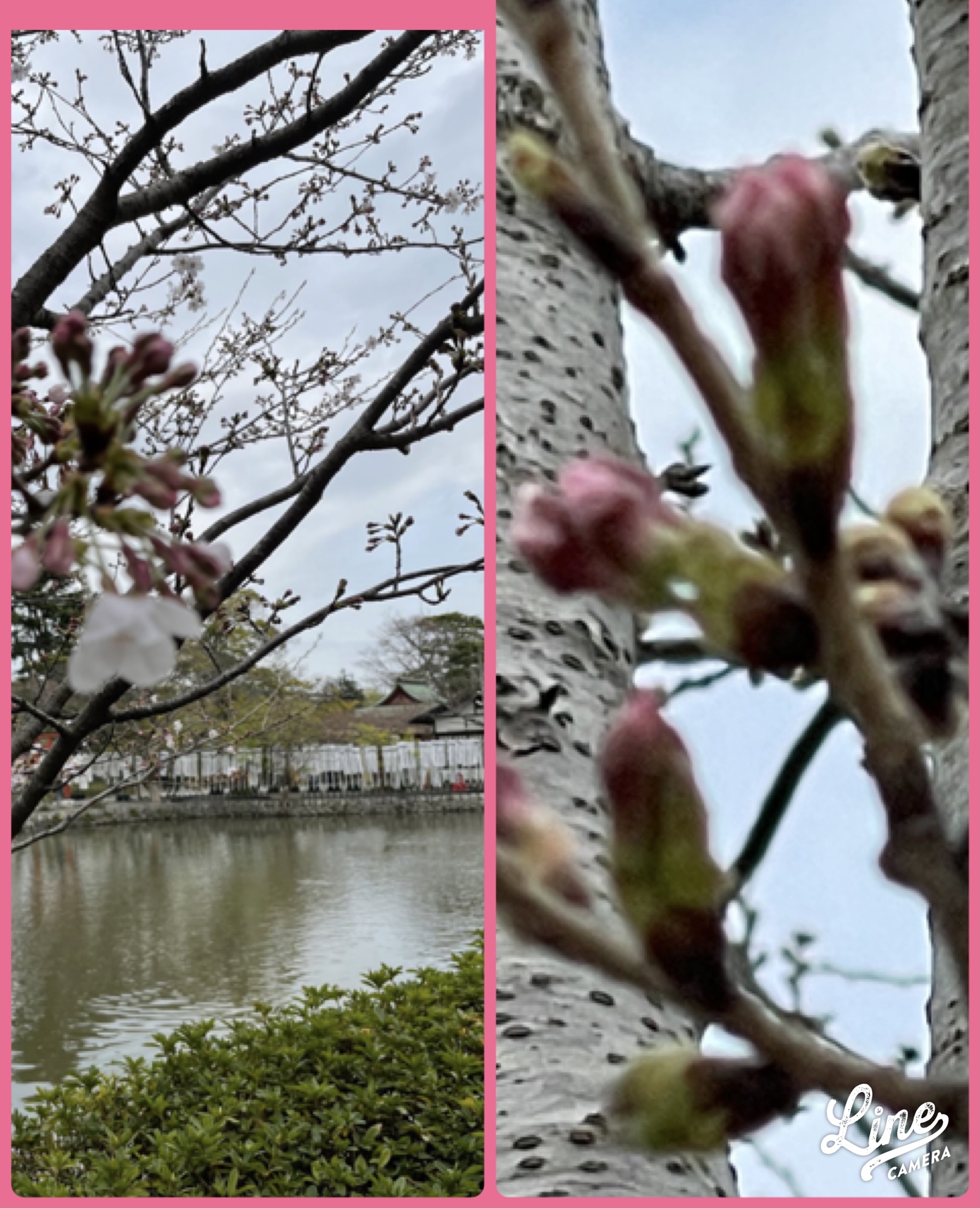 桜の開花は