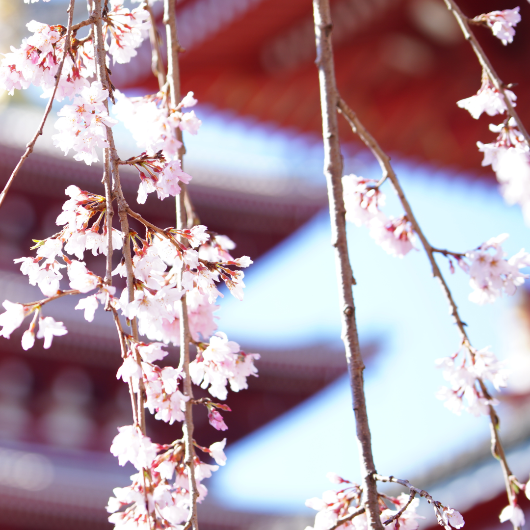春の終焉