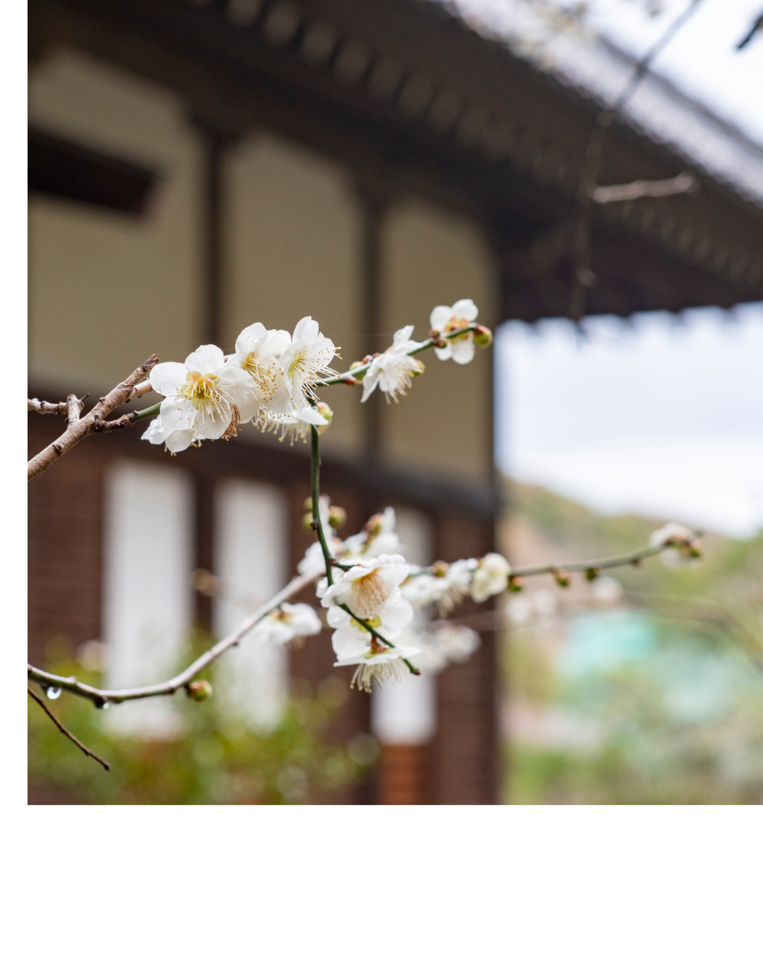 立春を迎えたかまくら