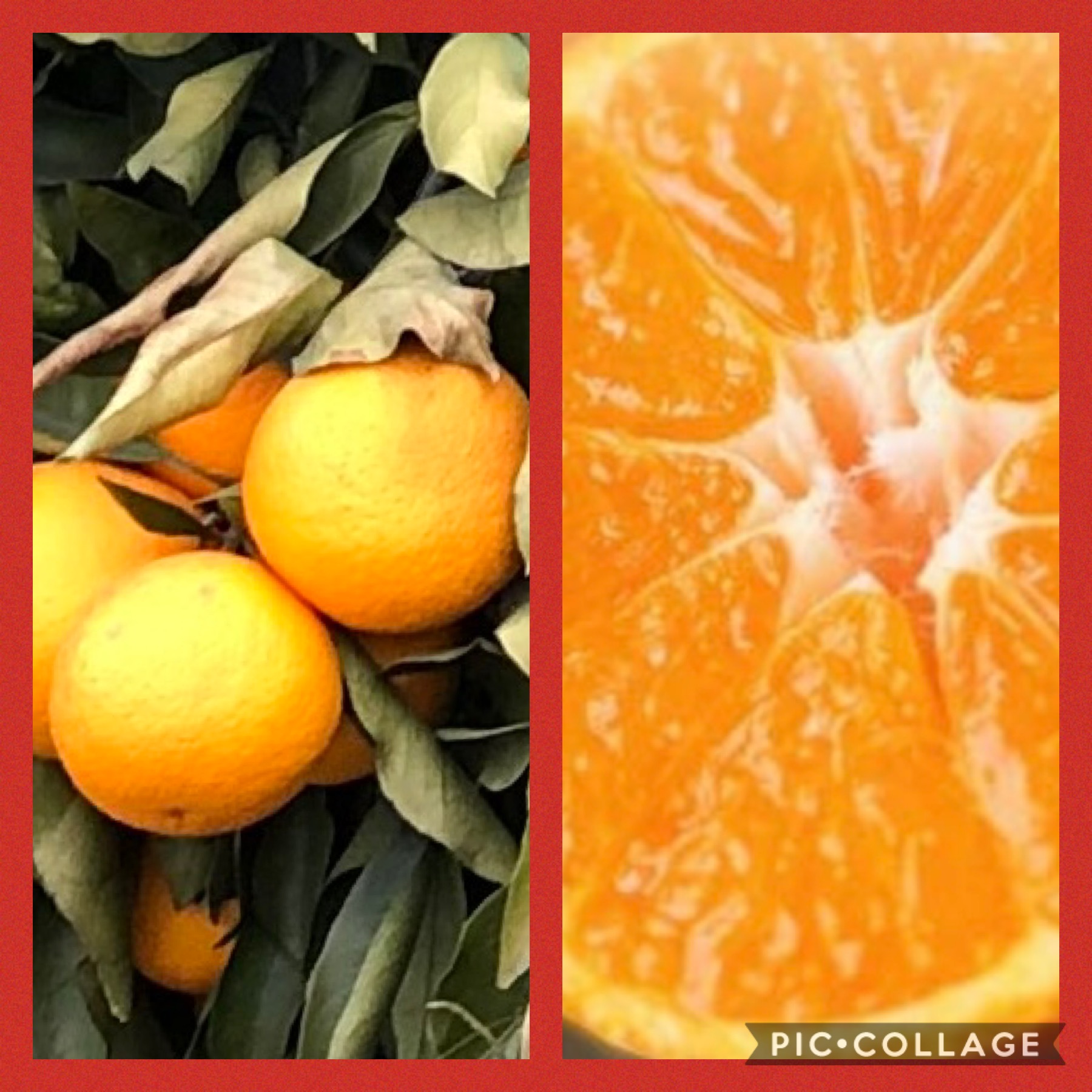 湘南の恵み